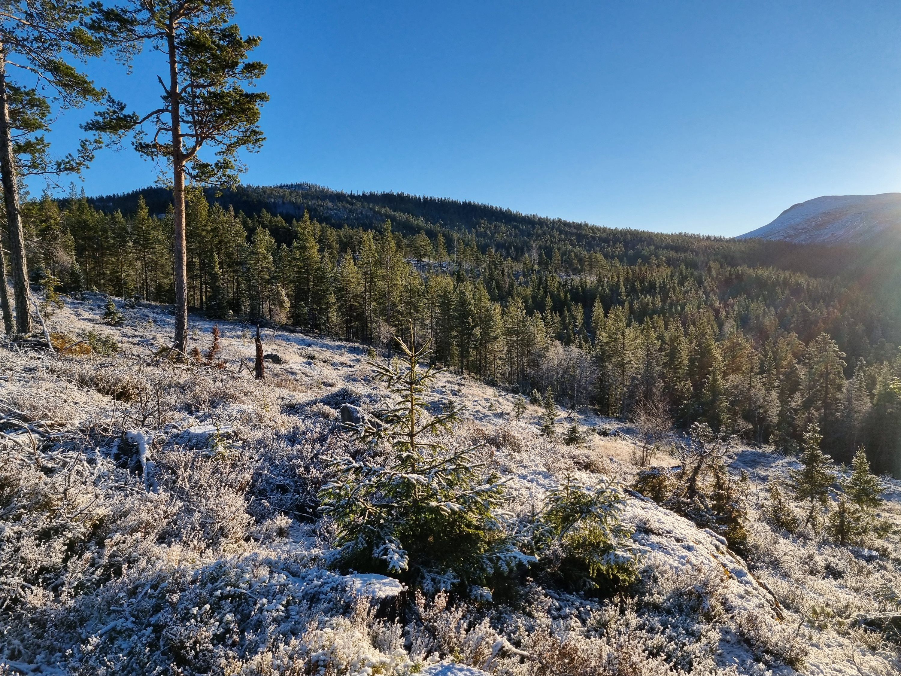 Fremhævet  billede i fuldskærmstilstand. Billede af Foldsævegen 62, Hauggrend, 3870 Fyresdal