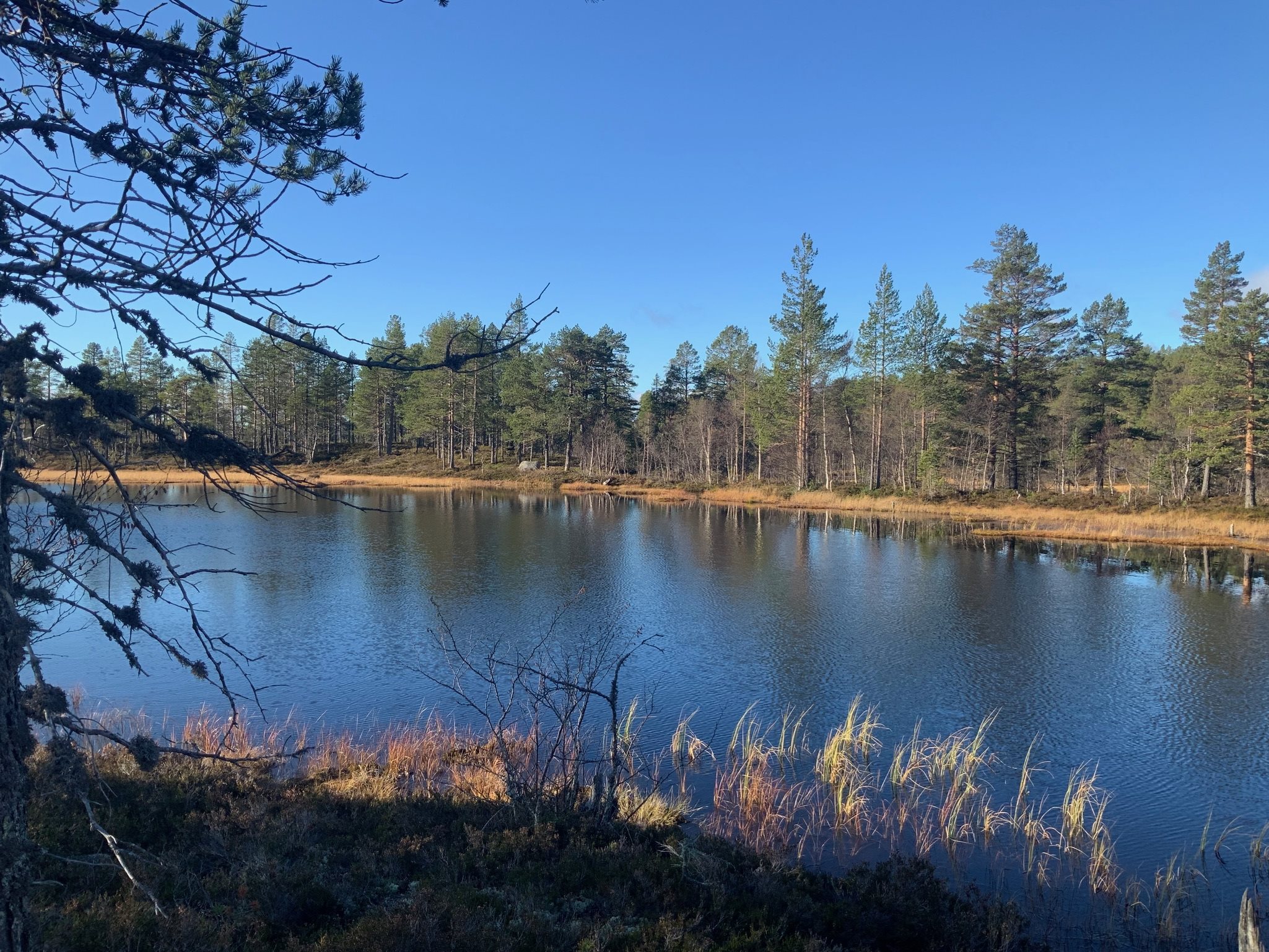 Fremhævet  billede i fuldskærmstilstand. Billede af Foldsævegen 62, Hauggrend, 3870 Fyresdal