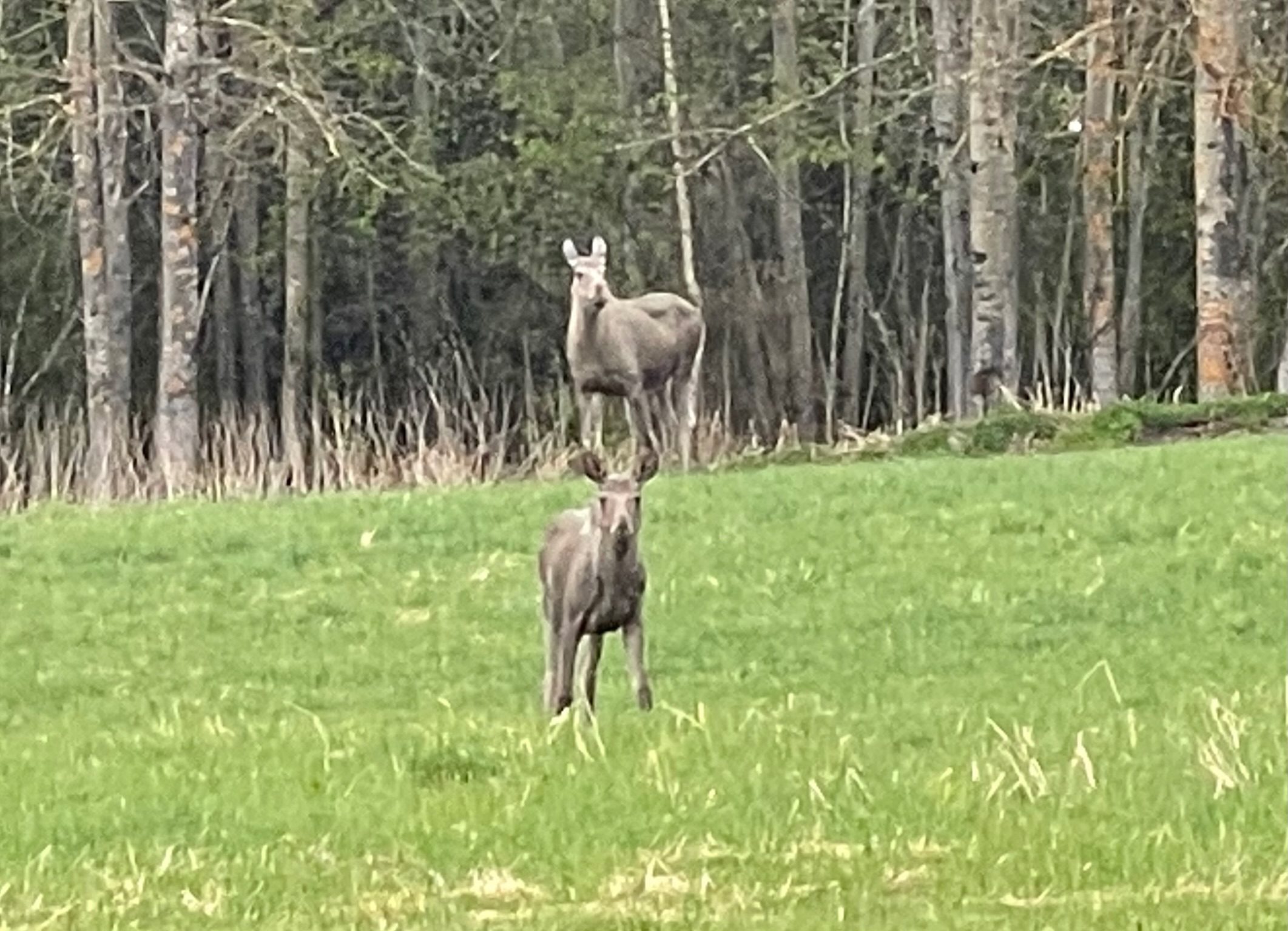 Fremhævet  billede i fuldskærmstilstand. Billede af Foldsævegen 62, Hauggrend, 3870 Fyresdal