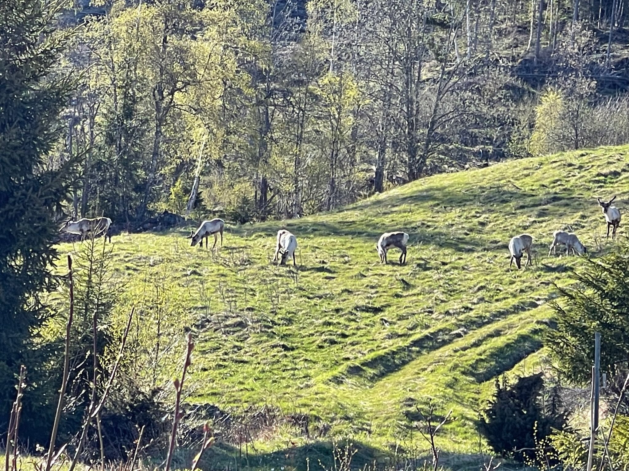 Fremhævet  billede i fuldskærmstilstand. Billede af Foldsævegen 62, Hauggrend, 3870 Fyresdal