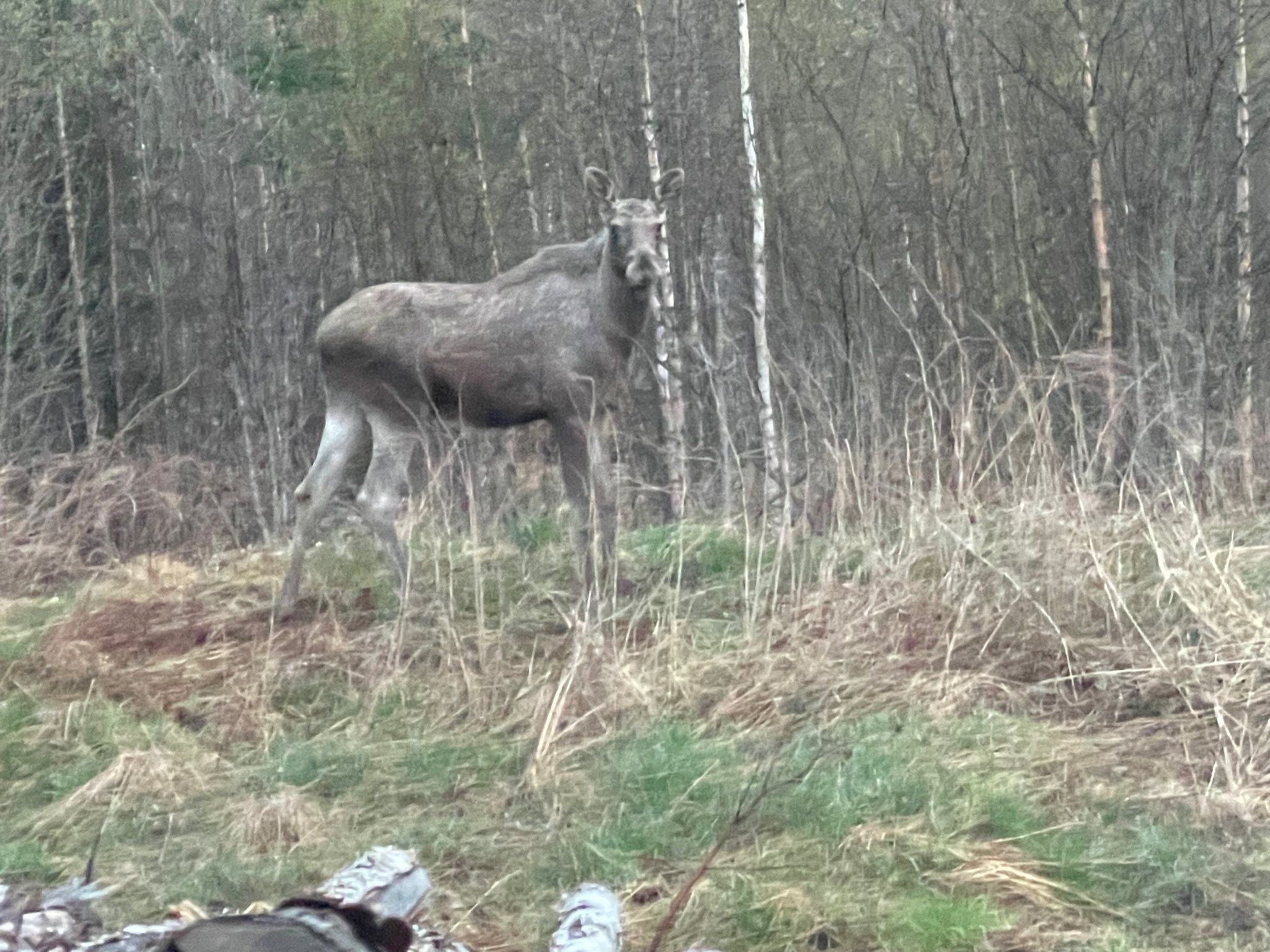 Fremhævet  billede i fuldskærmstilstand. Billede af Foldsævegen 62, Hauggrend, 3870 Fyresdal