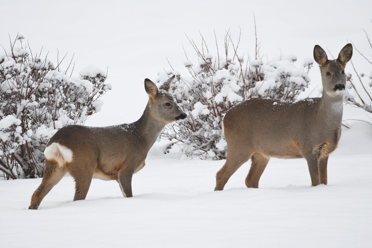 Fremhævet  billede i fuldskærmstilstand. Billede af Foldsævegen 62, Hauggrend, 3870 Fyresdal