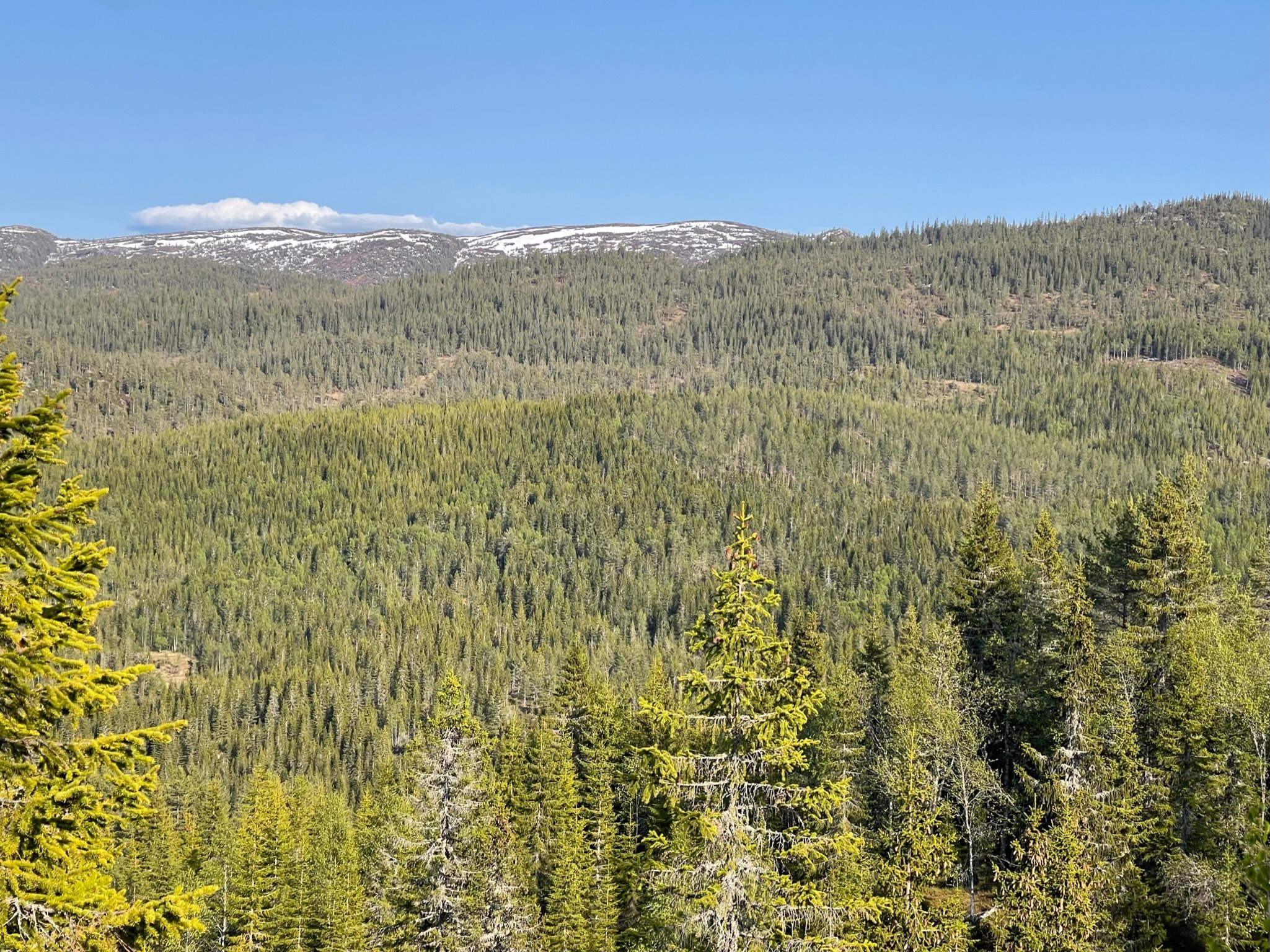 Fremhævet  billede i fuldskærmstilstand. Billede af Foldsævegen 62, Hauggrend, 3870 Fyresdal