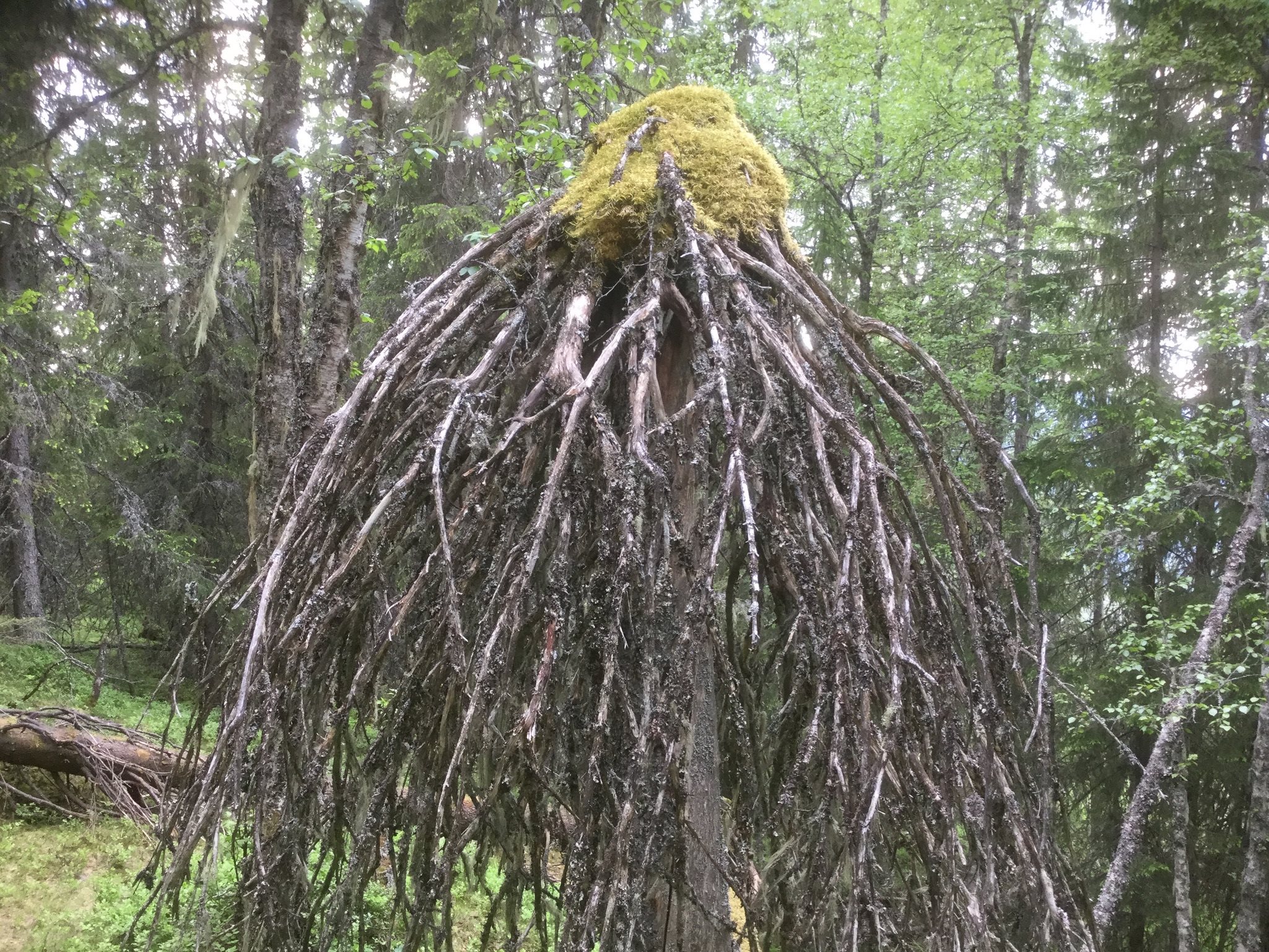 Fremhævet  billede i fuldskærmstilstand. Billede af Foldsævegen 62, Hauggrend, 3870 Fyresdal