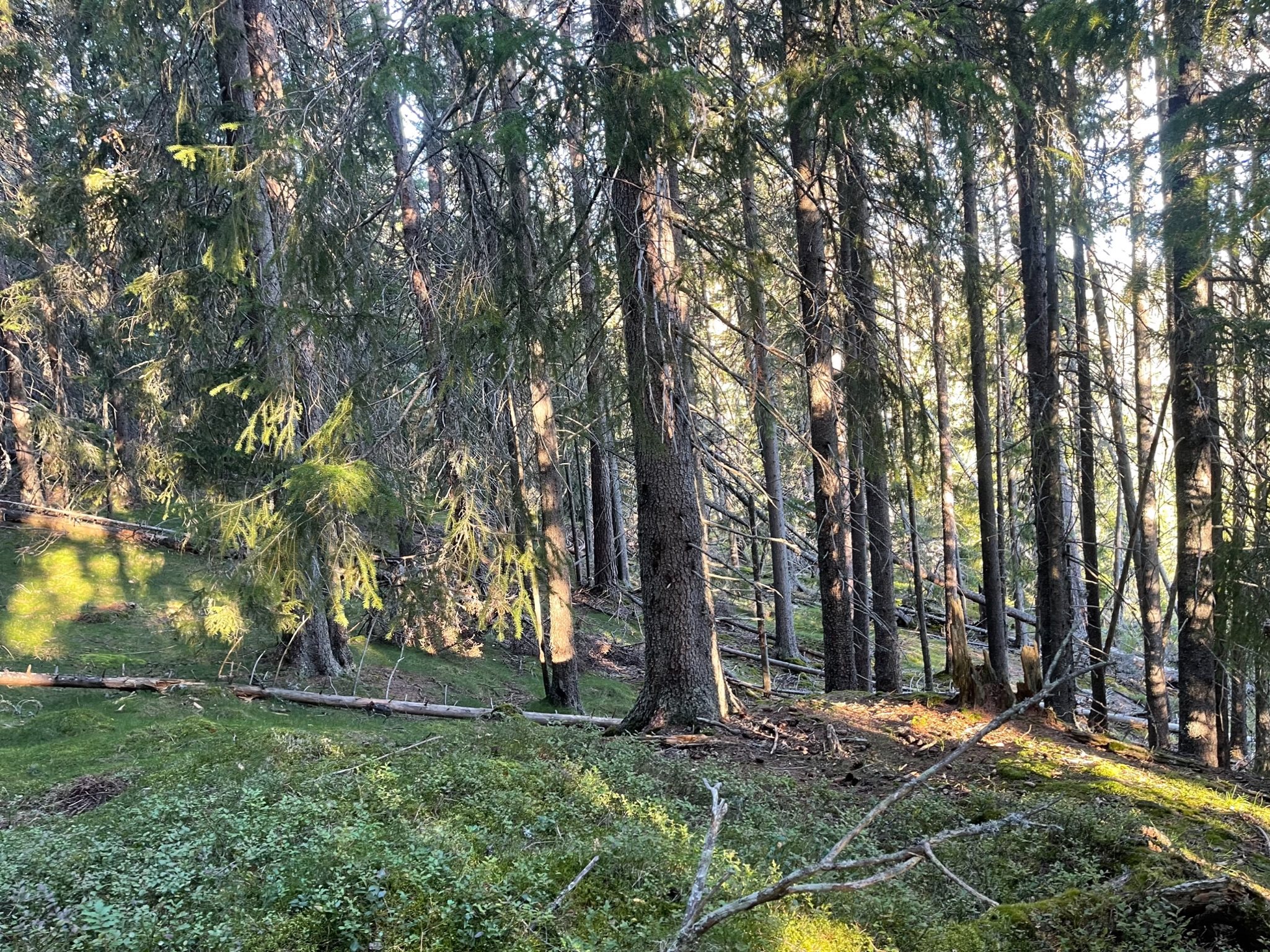 Fremhævet  billede i fuldskærmstilstand. Billede af Foldsævegen 62, Hauggrend, 3870 Fyresdal