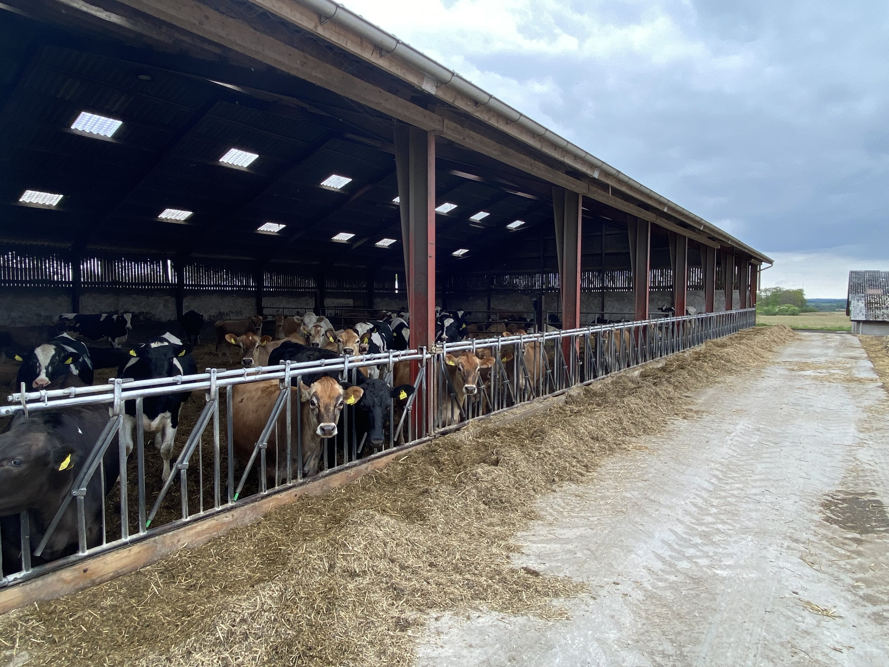 Fremhævet opdræt/goldkøer trunderupvej 41 billede i fuldskærmstilstand. Billede af Dorthealundsvej 3, Dorthealund, 5683 Haarby