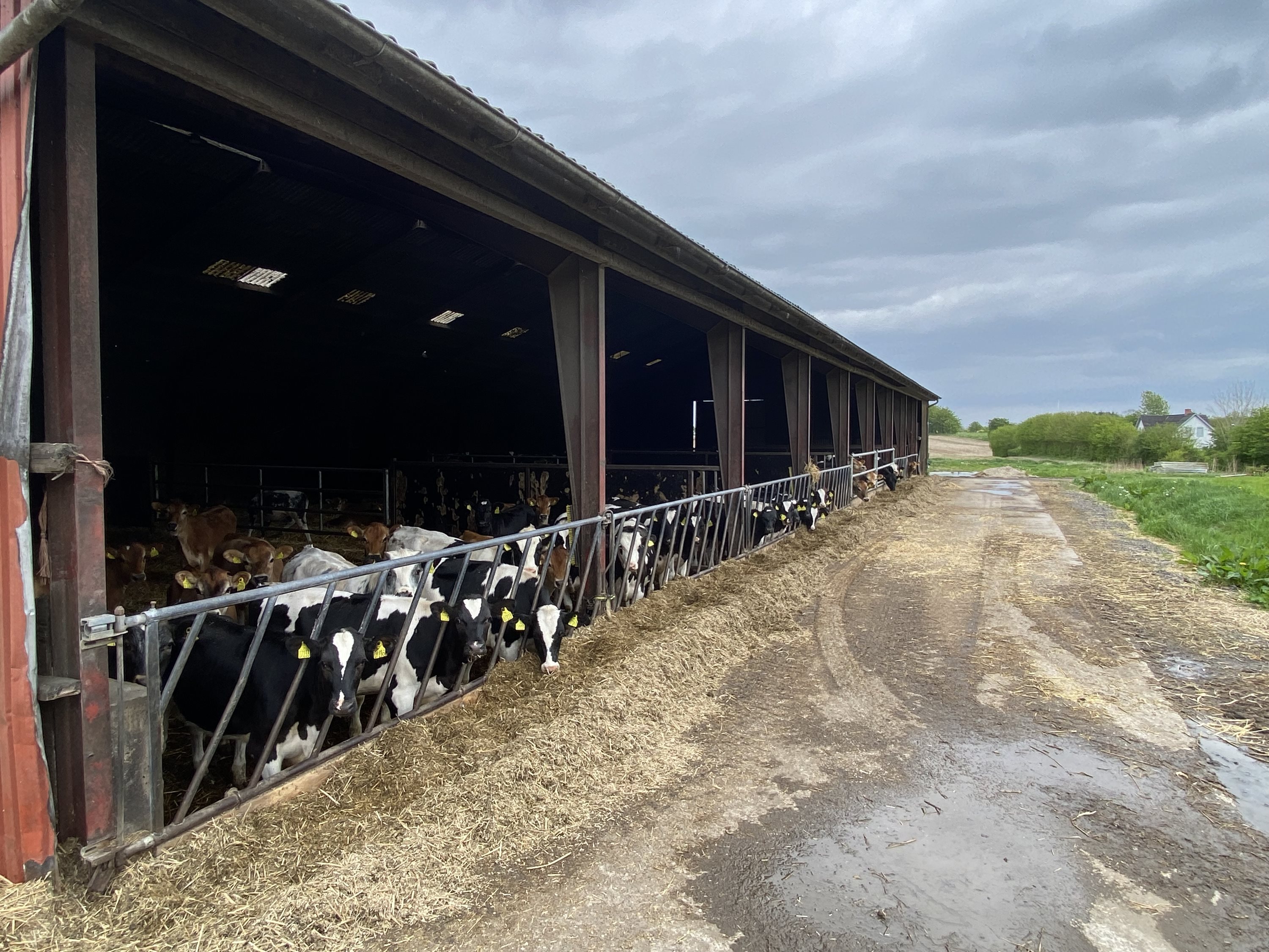 Fremhævet opdræt trunderupvej 41 billede i fuldskærmstilstand. Billede af Dorthealundsvej 3, Dorthealund, 5683 Haarby