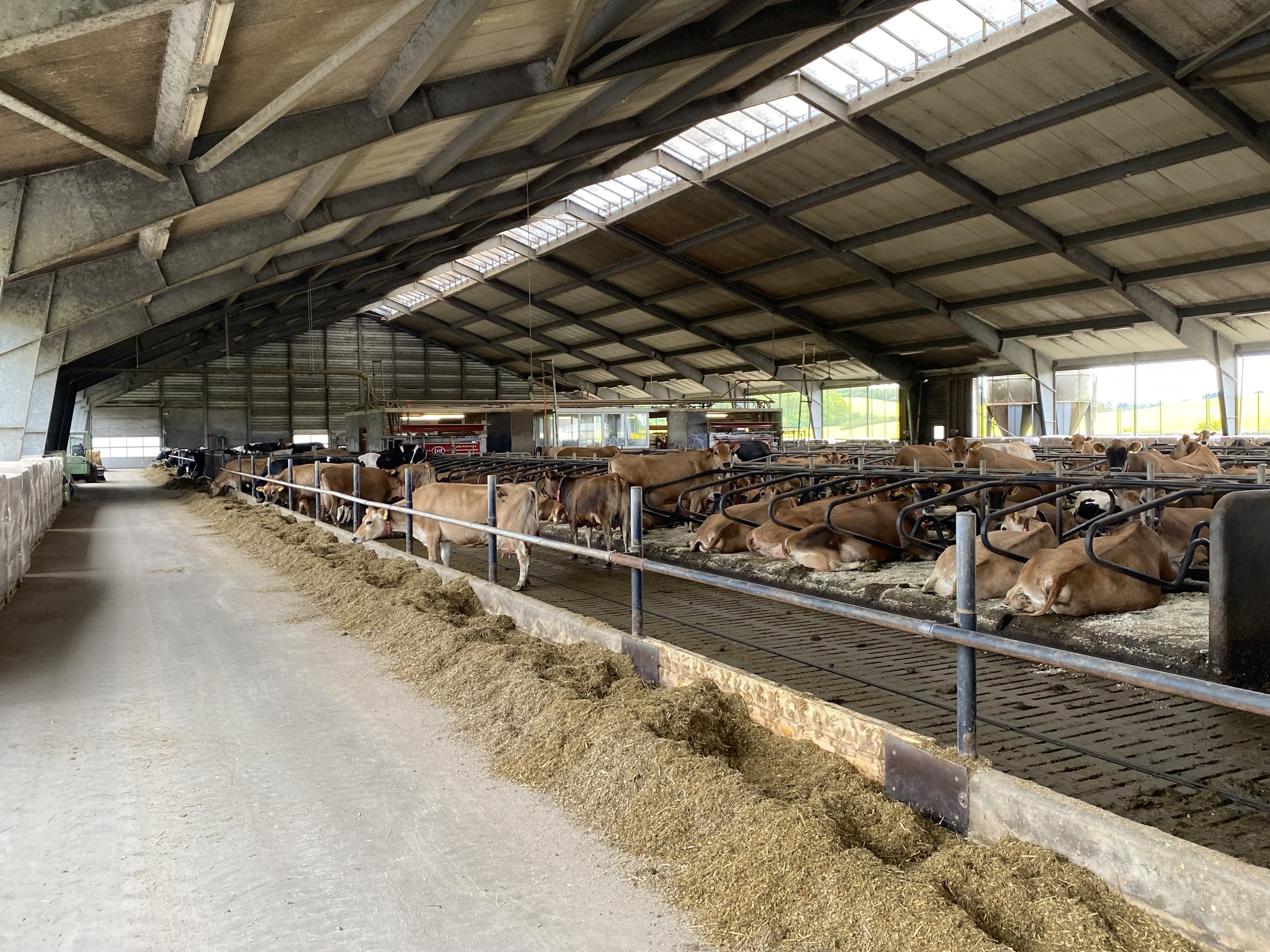 Fremhævet foderbord billede i fuldskærmstilstand. Billede af Dorthealundsvej 3, Dorthealund, 5683 Haarby