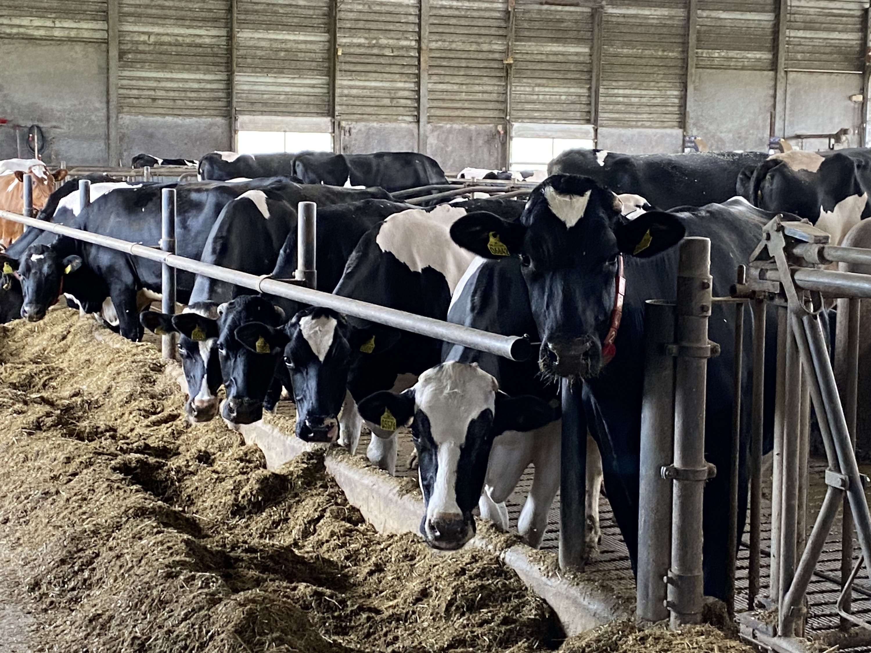 Fremhævet stald billede i fuldskærmstilstand. Billede af Dorthealundsvej 3, Dorthealund, 5683 Haarby