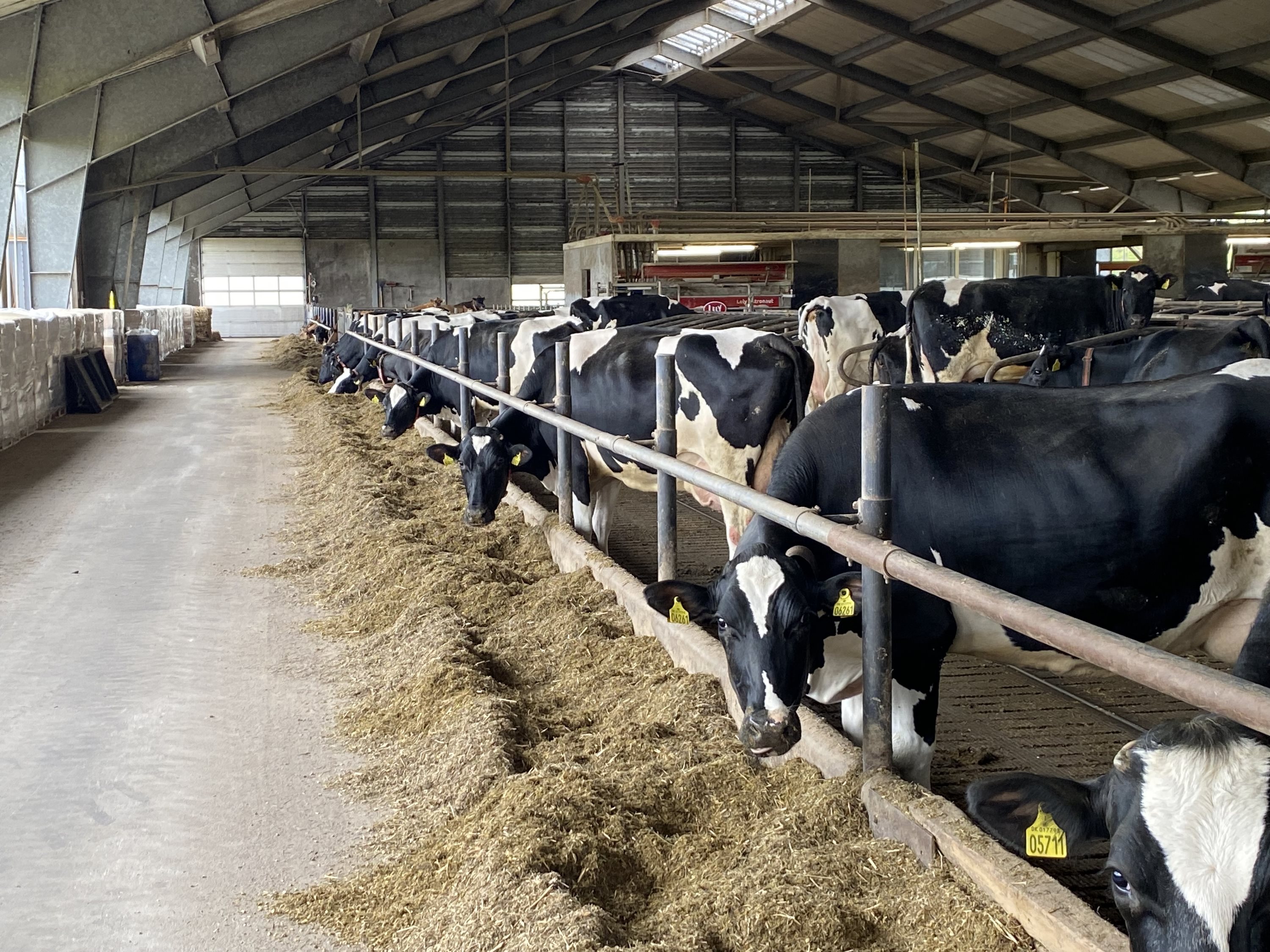 Fremhævet foderbord billede i fuldskærmstilstand. Billede af Dorthealundsvej 3, Dorthealund, 5683 Haarby