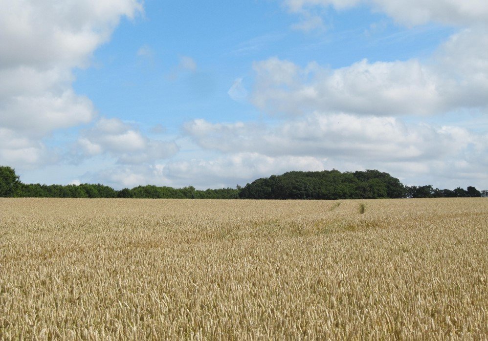 Planteavlsgård / -jord på Haslundkærvej 60, 8940 Randers SV