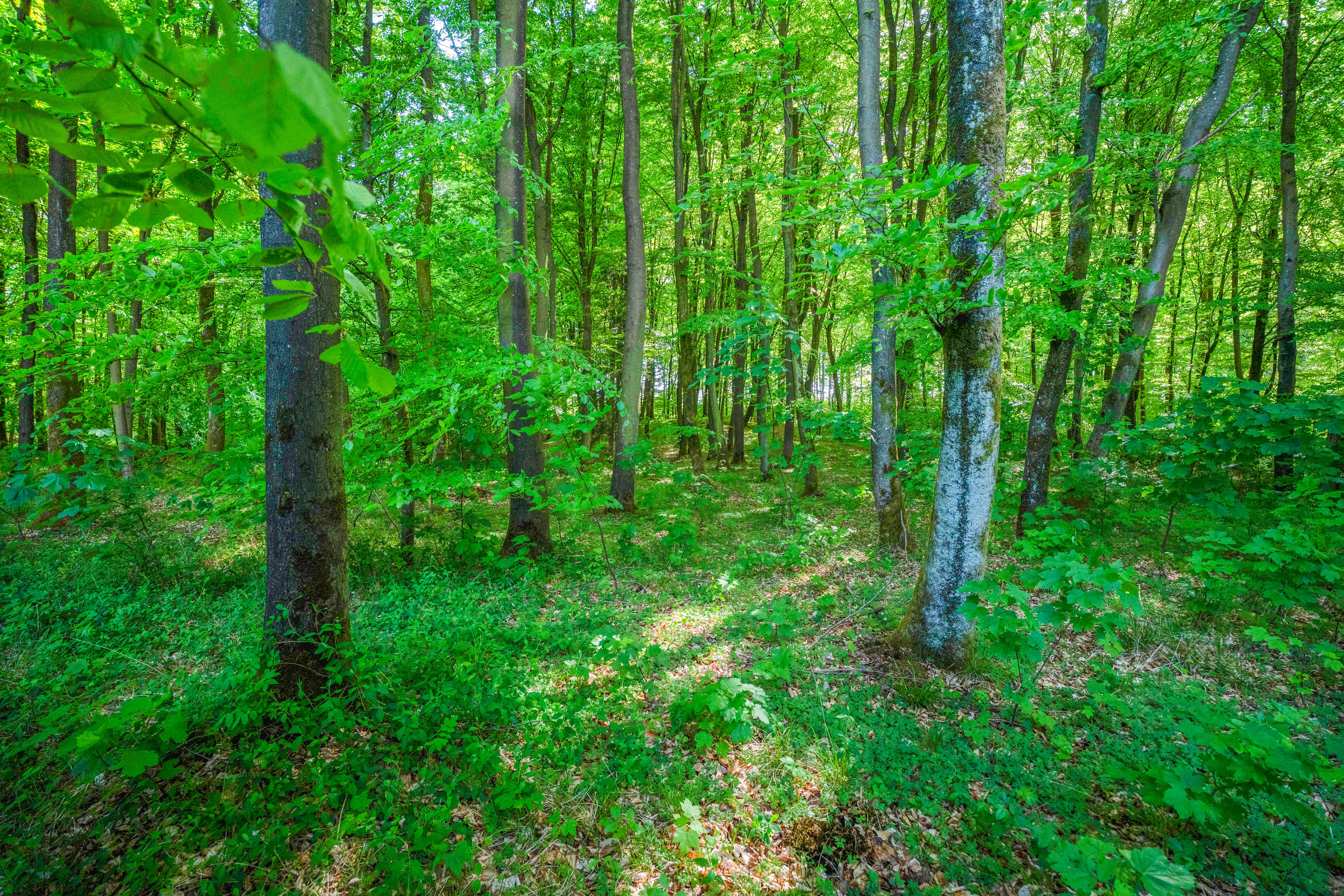 Fremhævet  billede i fuldskærmstilstand. Billede af Brandtlundvej 102, Skærup, 7080 Børkop