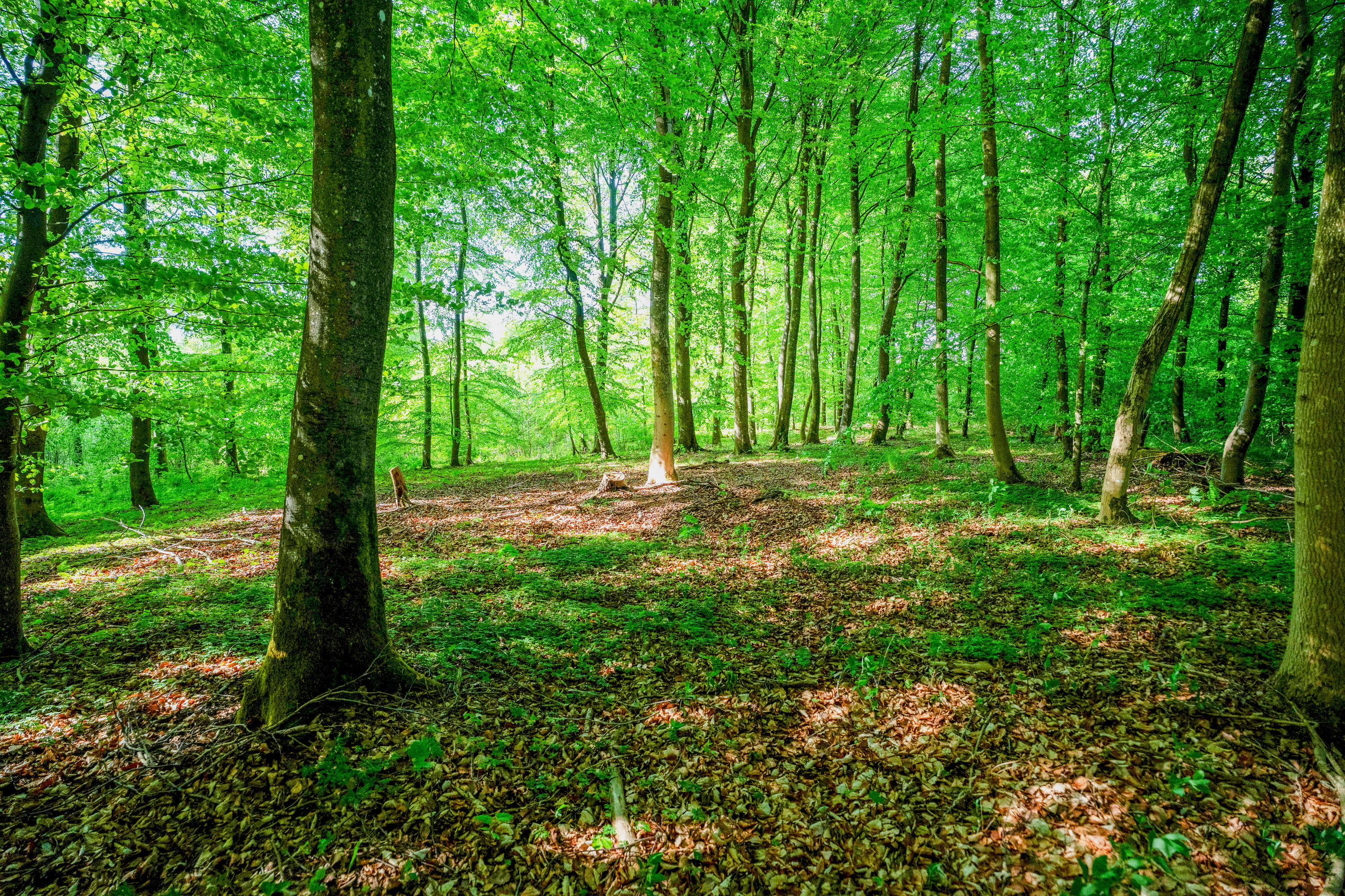 Fremhævet  billede i fuldskærmstilstand. Billede af Brandtlundvej 102, Skærup, 7080 Børkop