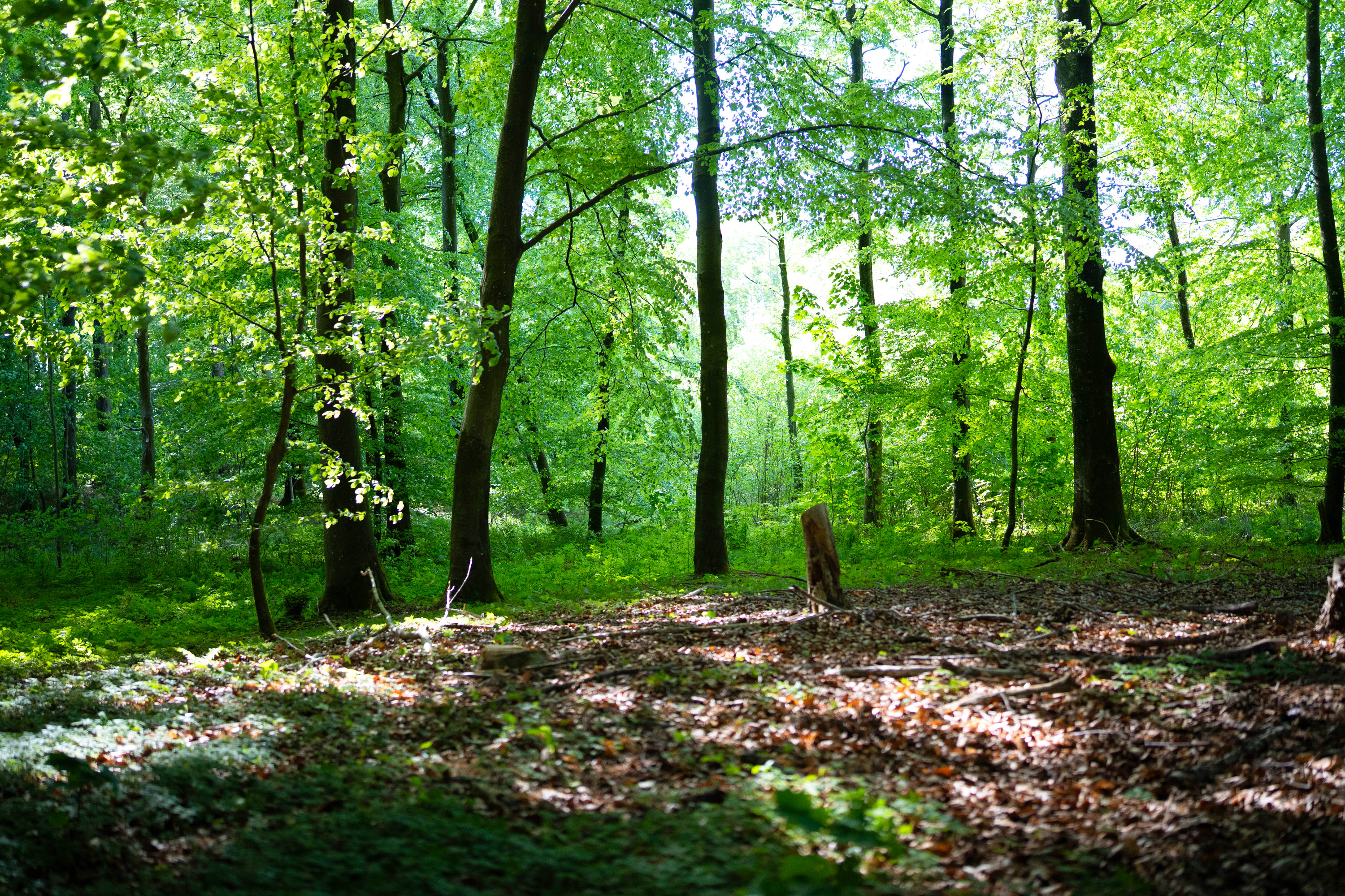 Fremhævet  billede i fuldskærmstilstand. Billede af Brandtlundvej 102, Skærup, 7080 Børkop