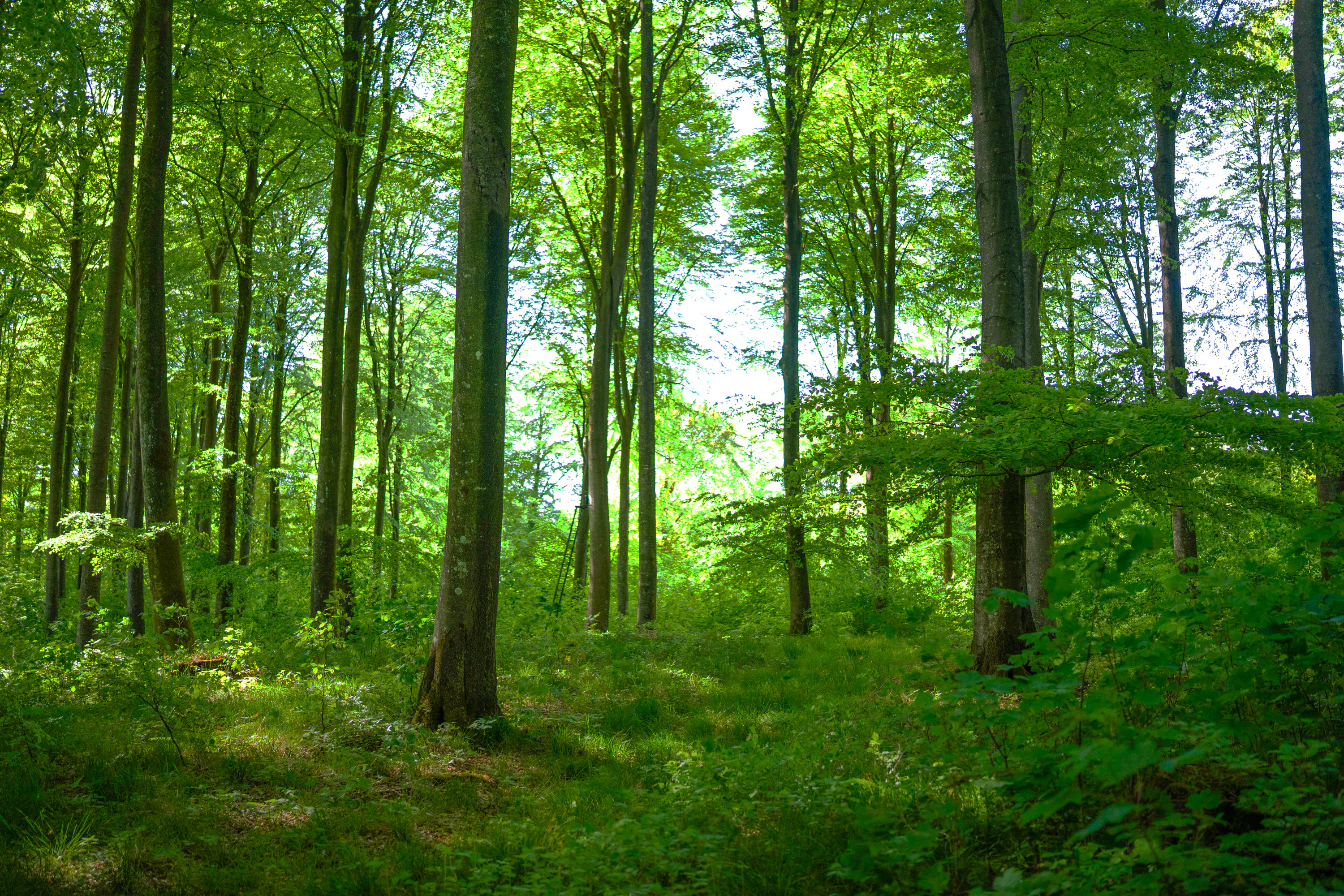 Fremhævet  billede i fuldskærmstilstand. Billede af Brandtlundvej 102, Skærup, 7080 Børkop