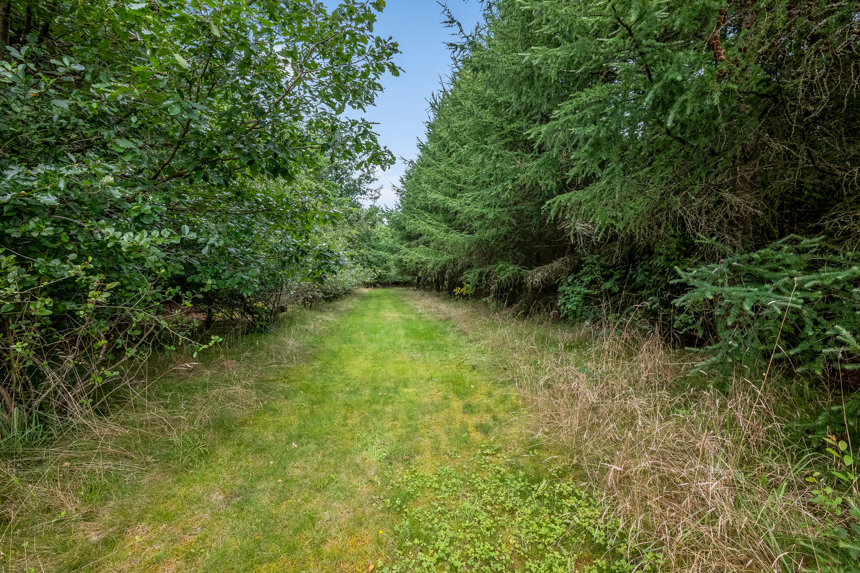 Fremhævet skov billede i fuldskærmstilstand. Billede af Tinkerdalsvej 3, Skave, 7500 Holstebro