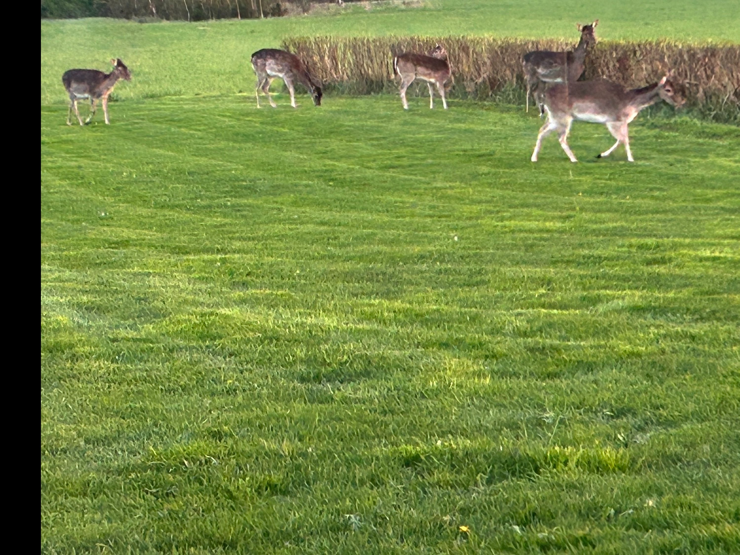 Miniaturebillede 2: . Billede af Ravnholtvej 5, Knudstrup, 8620 Kjellerup