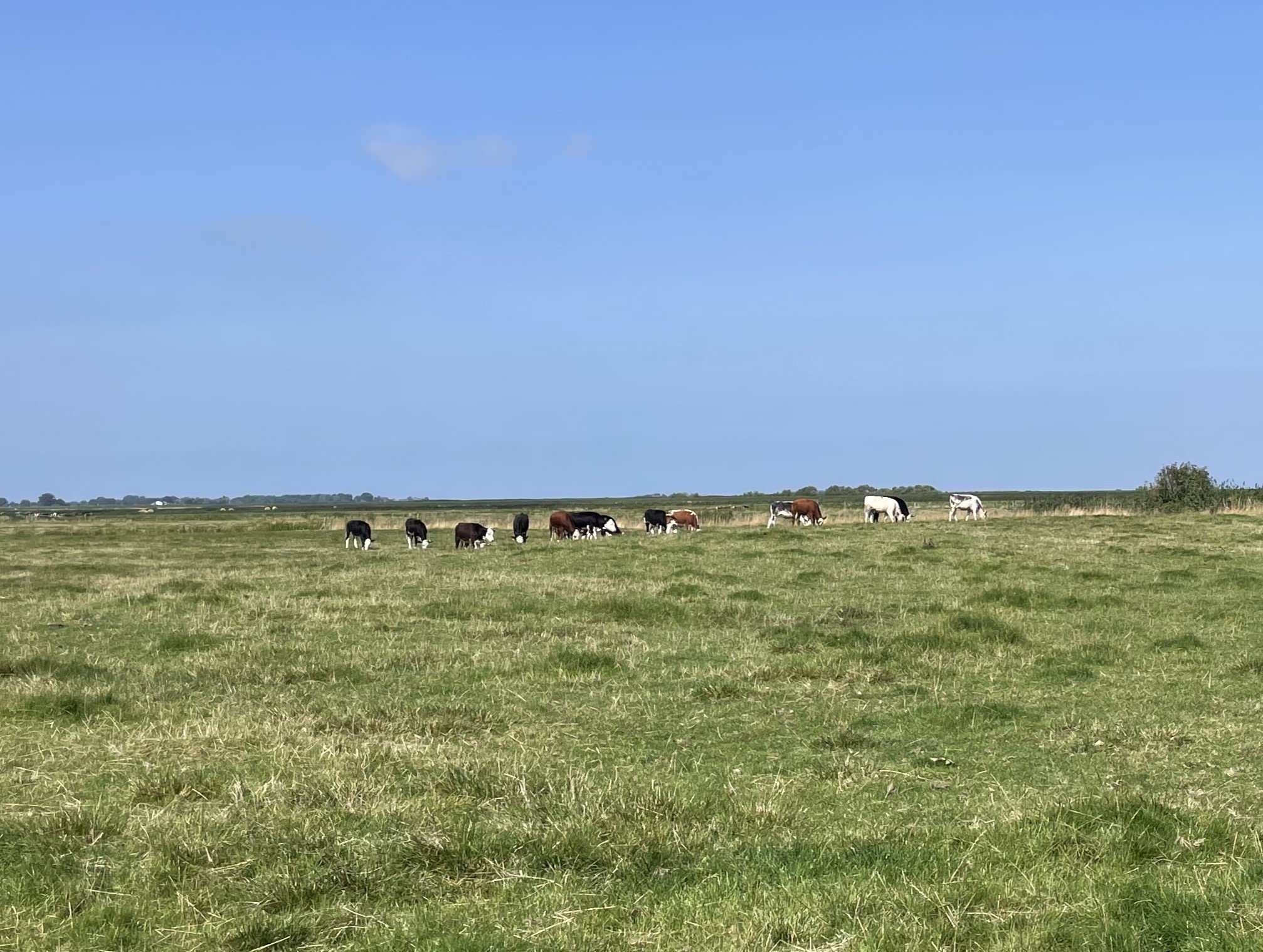 Fremhævet  billede i fuldskærmstilstand. Billede af Rudbølvej 46, 6280 Højer