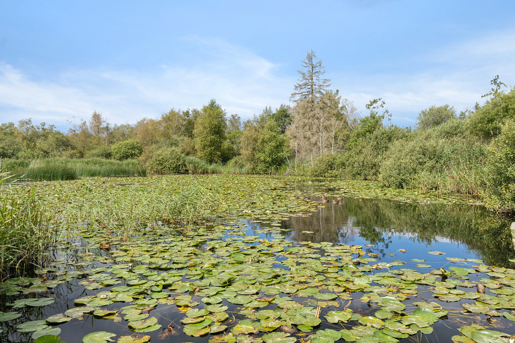 Fremhævet  billede i fuldskærmstilstand. Billede af Allindemaglevej 15, Estrup, 4100 Ringsted