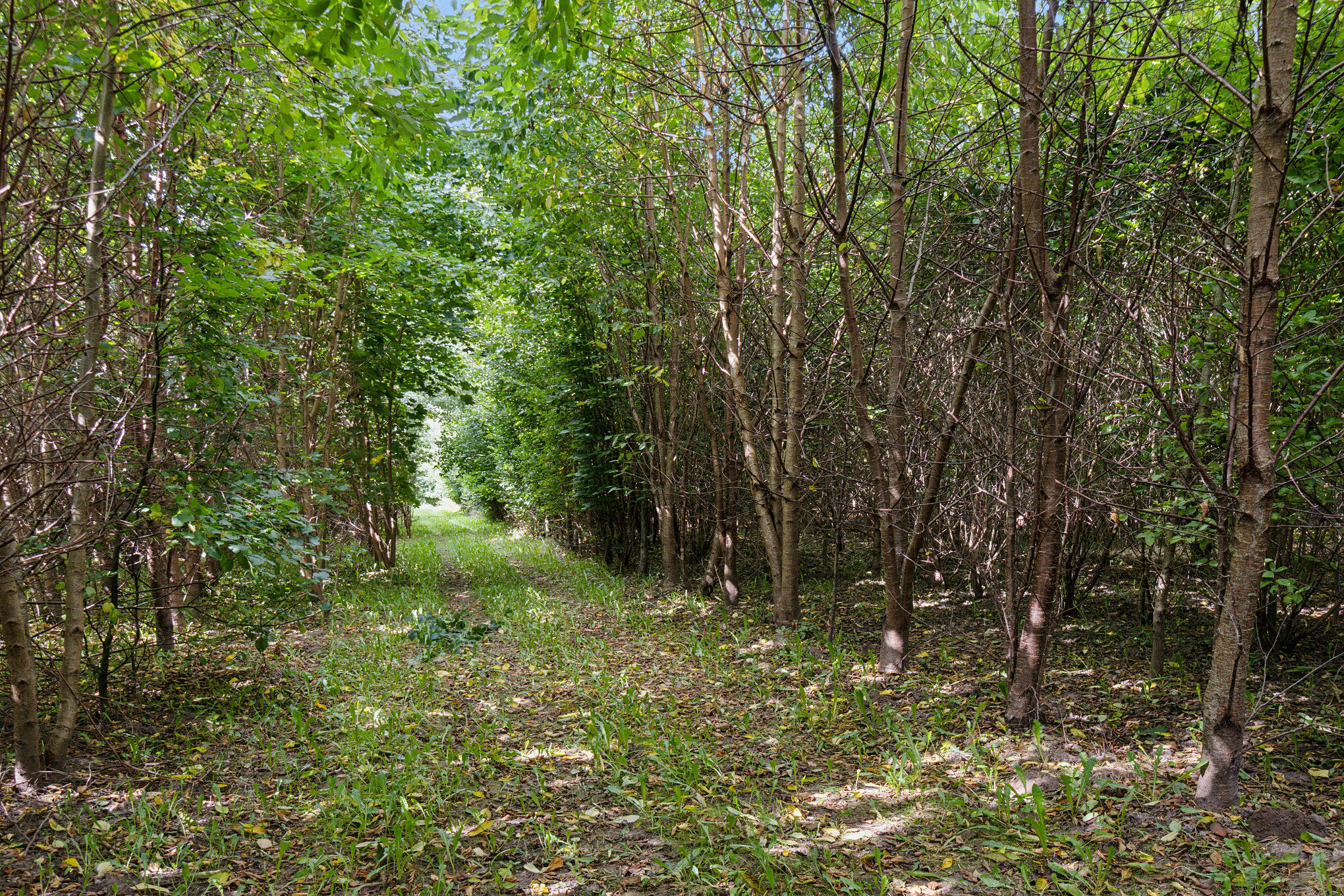 Fremhævet  billede i fuldskærmstilstand. Billede af Allindemaglevej 15, Estrup, 4100 Ringsted