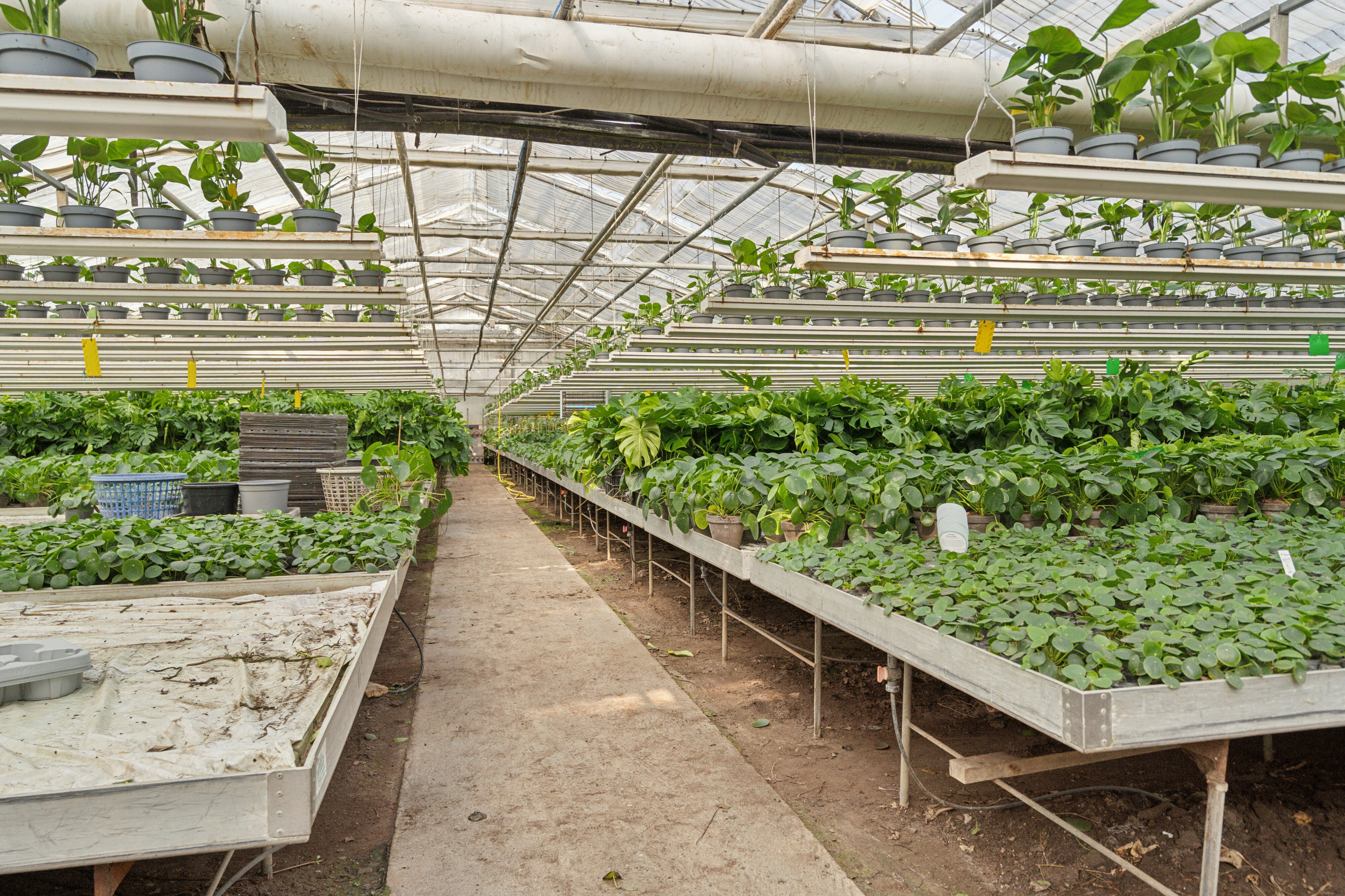 Fremhævet drivhuse billede i fuldskærmstilstand. Billede af Neversvej 40, 5690 Tommerup