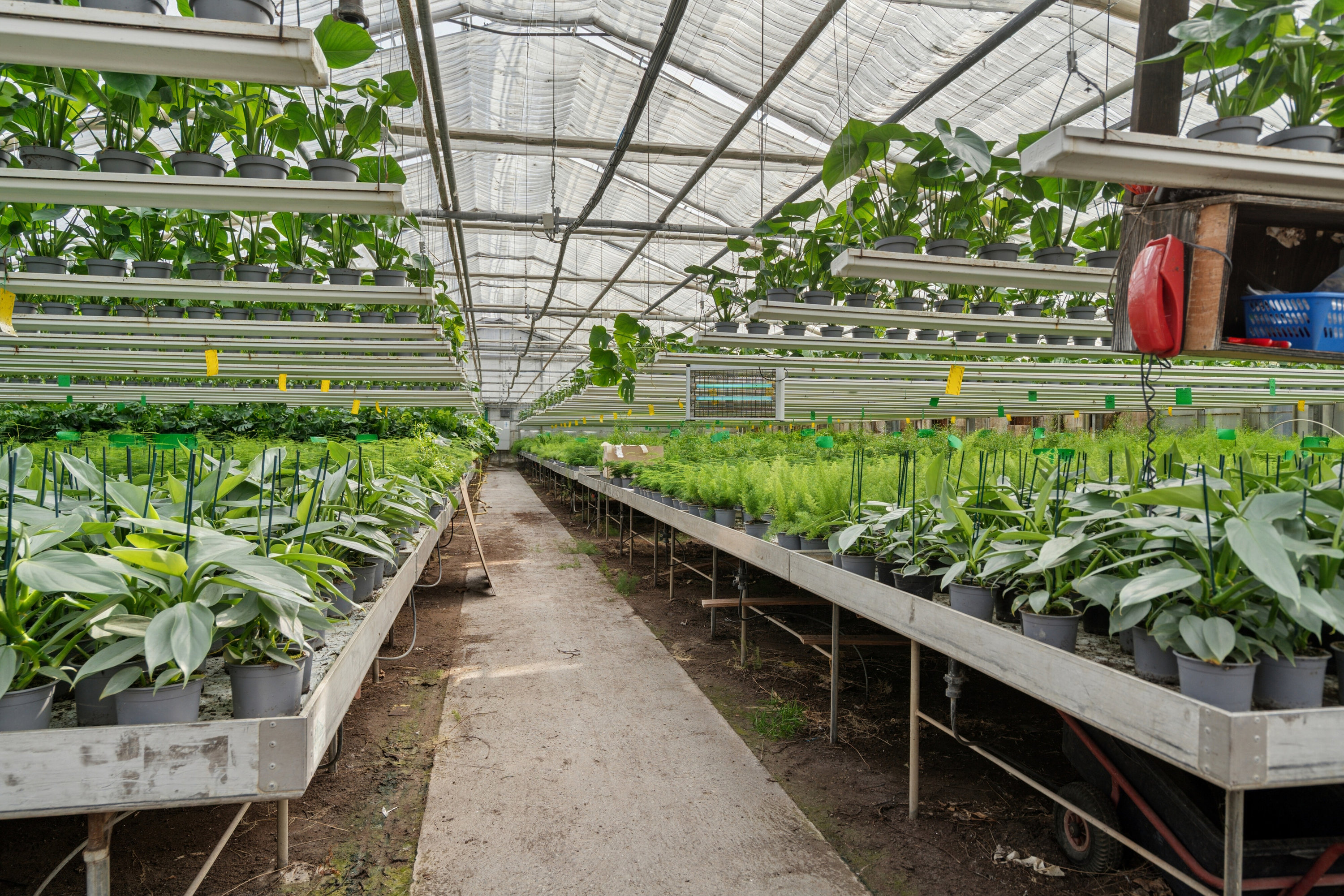 Fremhævet drivhuse billede i fuldskærmstilstand. Billede af Neversvej 40, 5690 Tommerup