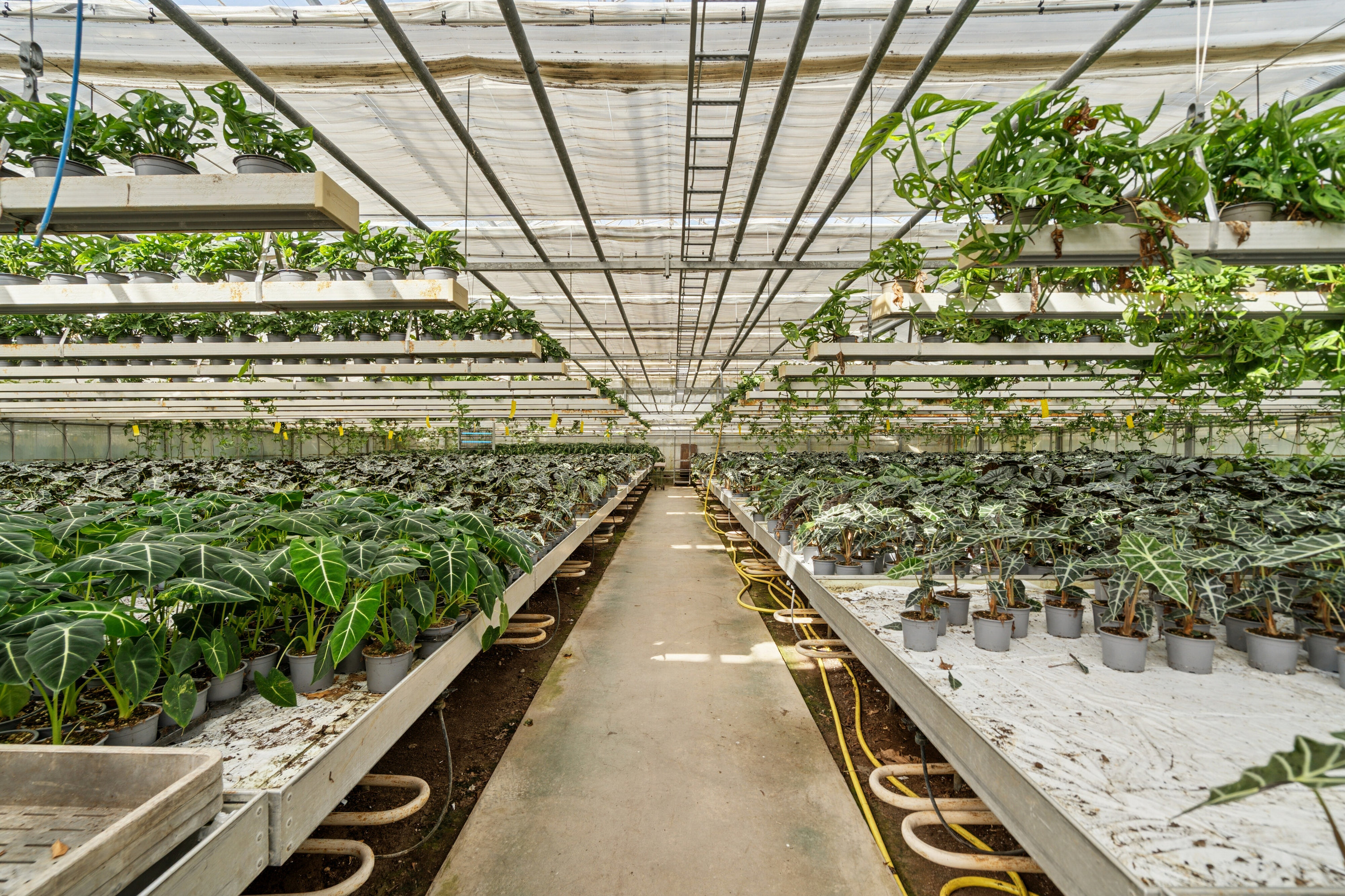 Fremhævet drivhuse billede i fuldskærmstilstand. Billede af Neversvej 40, 5690 Tommerup