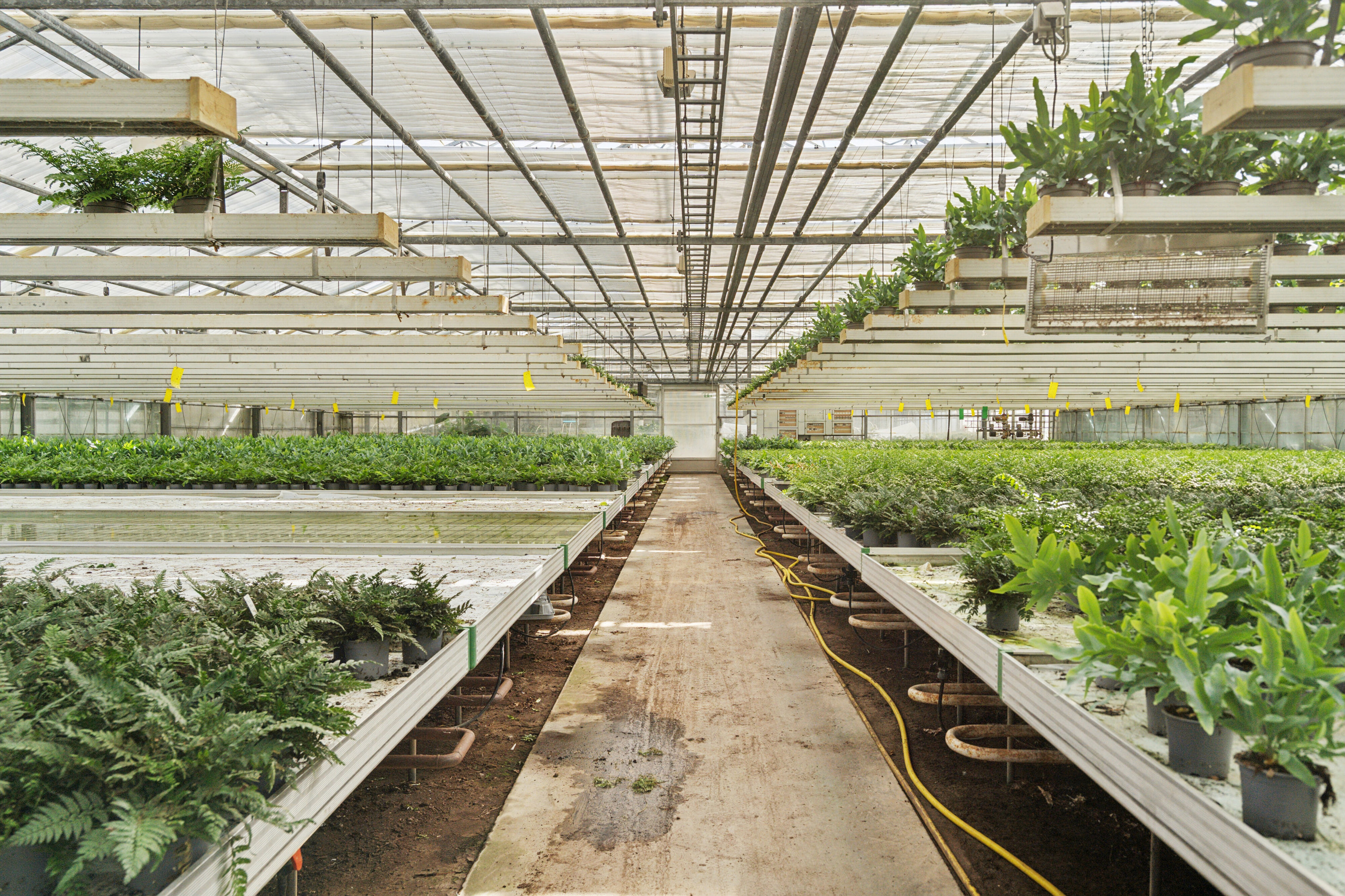 Fremhævet drivhuse billede i fuldskærmstilstand. Billede af Neversvej 40, 5690 Tommerup