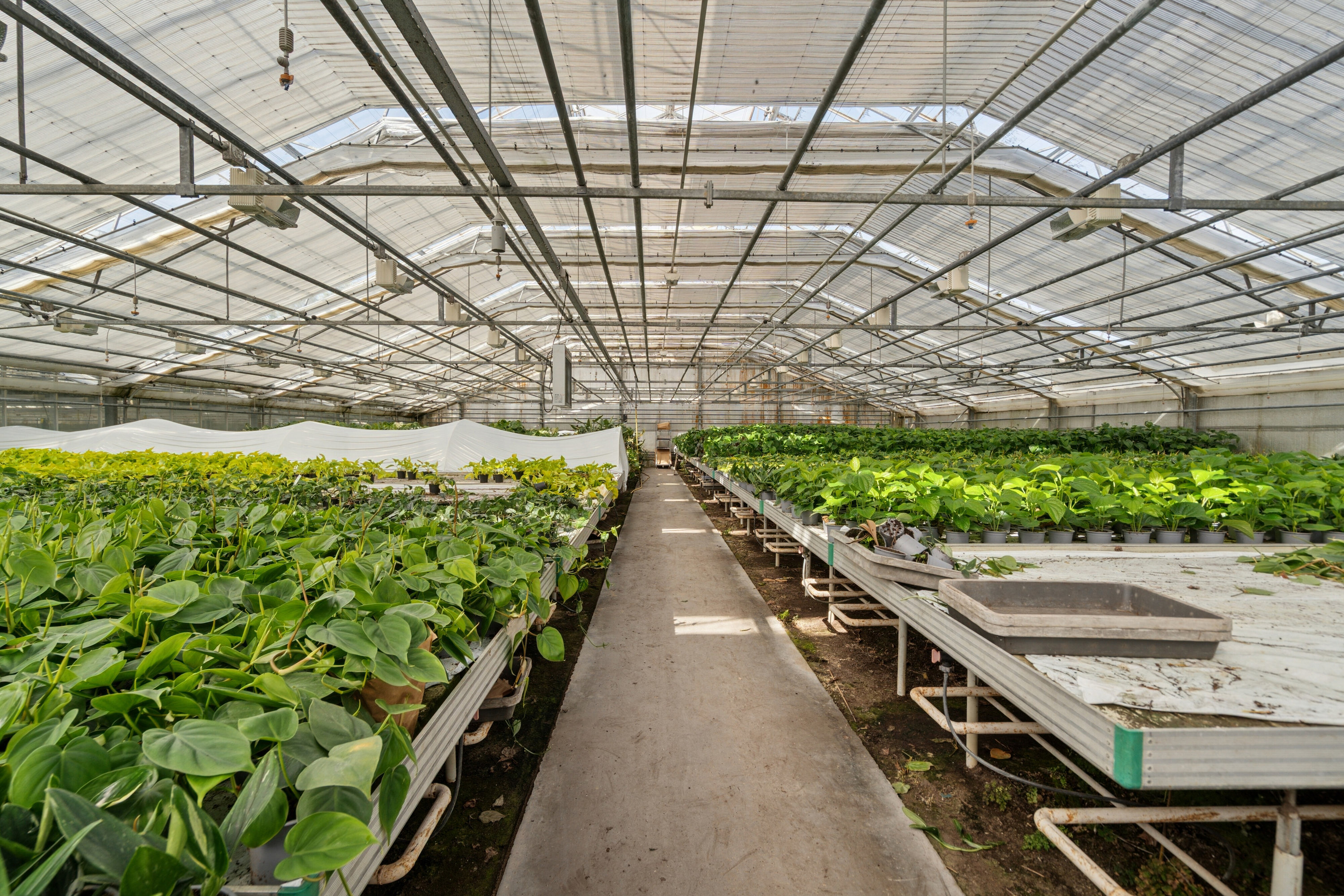 Fremhævet drivhuse billede i fuldskærmstilstand. Billede af Neversvej 40, 5690 Tommerup