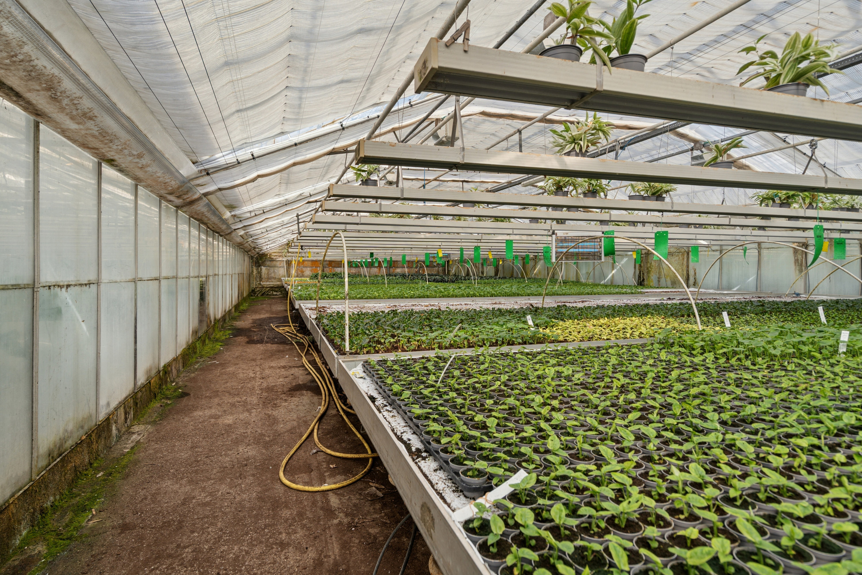 Fremhævet drivhuse billede i fuldskærmstilstand. Billede af Neversvej 40, 5690 Tommerup