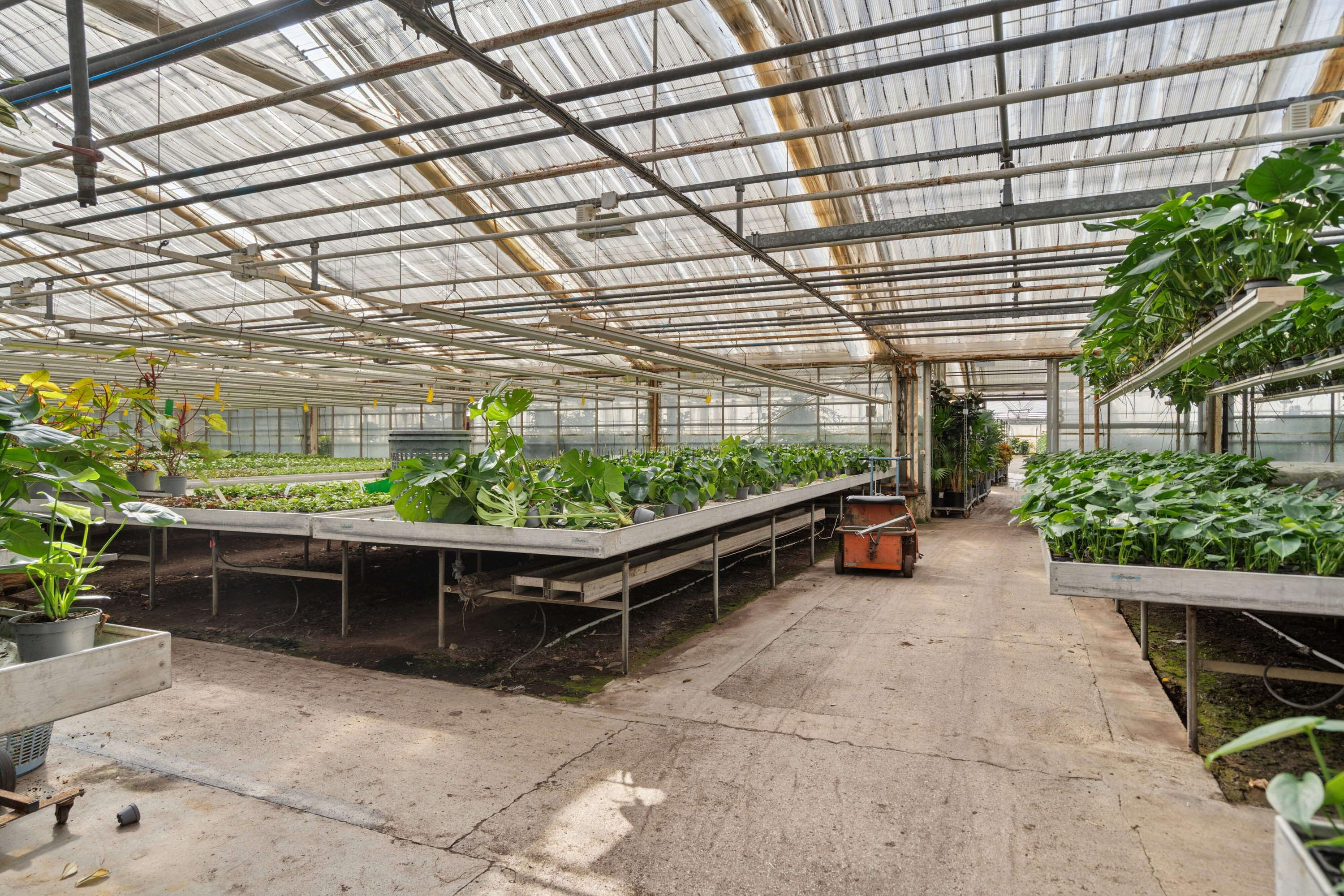 Fremhævet drivhuse billede i fuldskærmstilstand. Billede af Neversvej 40, 5690 Tommerup