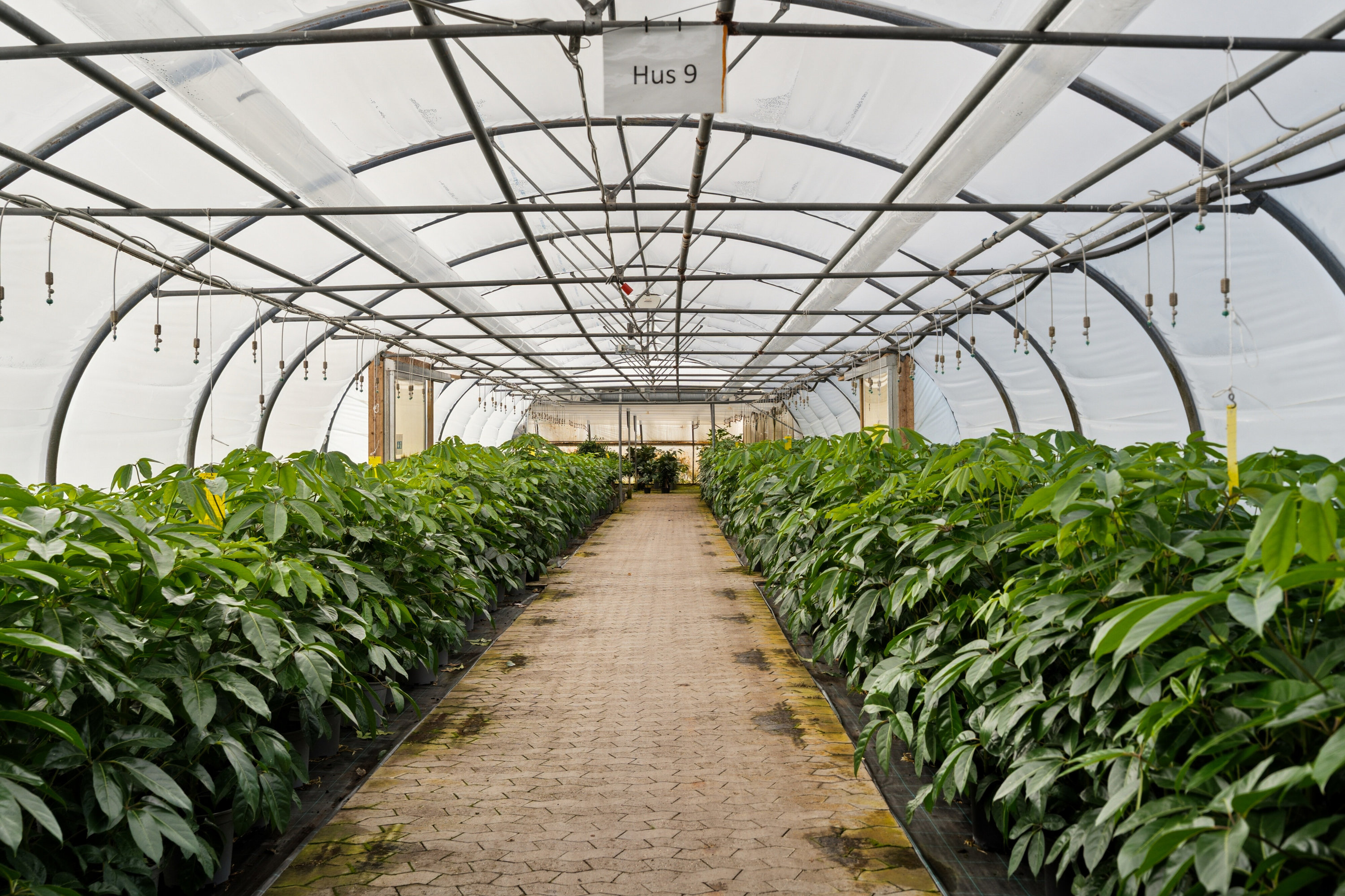 Fremhævet drivhuse - plasthus billede i fuldskærmstilstand. Billede af Neversvej 40, 5690 Tommerup