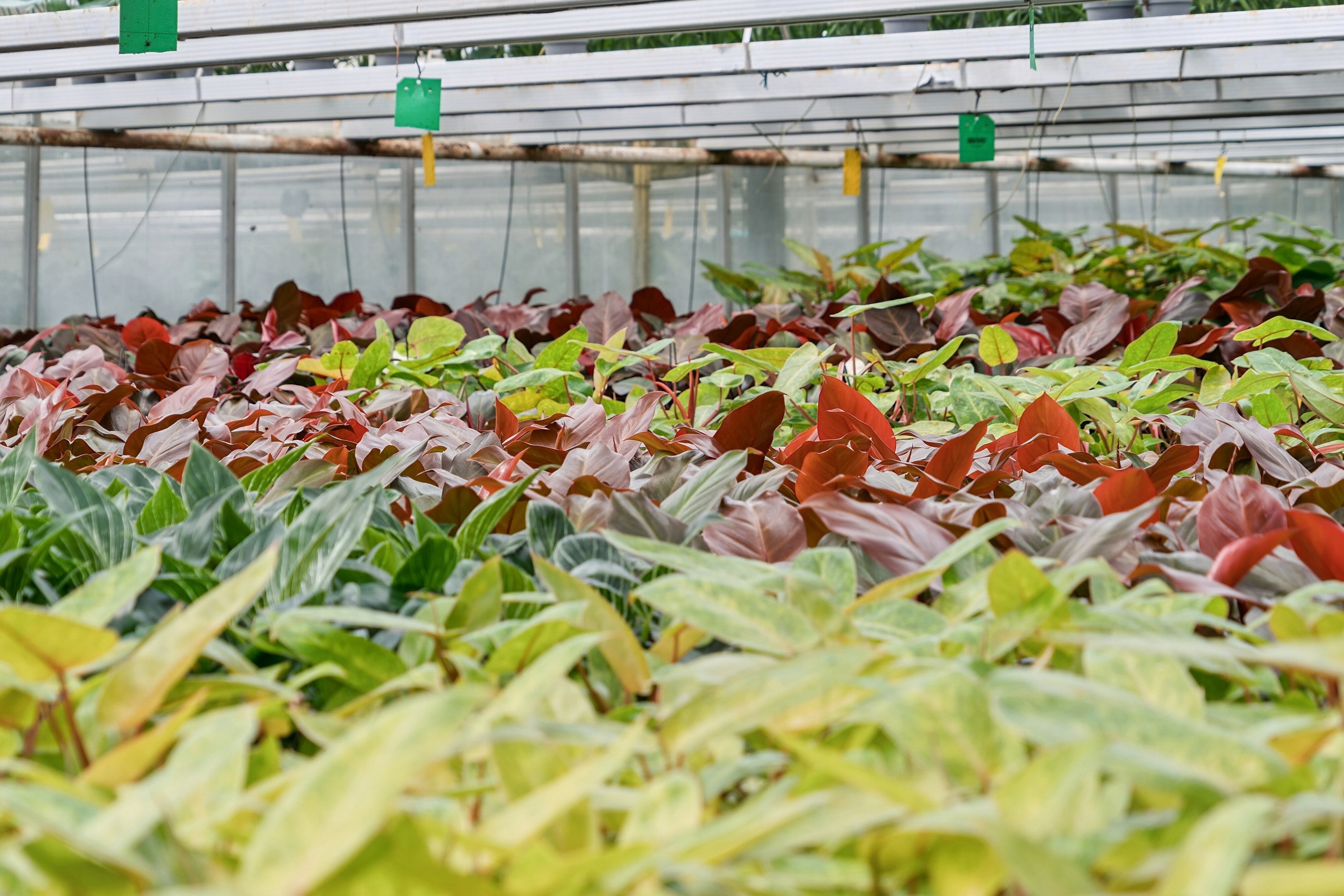 Fremhævet drivhus billede i fuldskærmstilstand. Billede af Neversvej 40, 5690 Tommerup