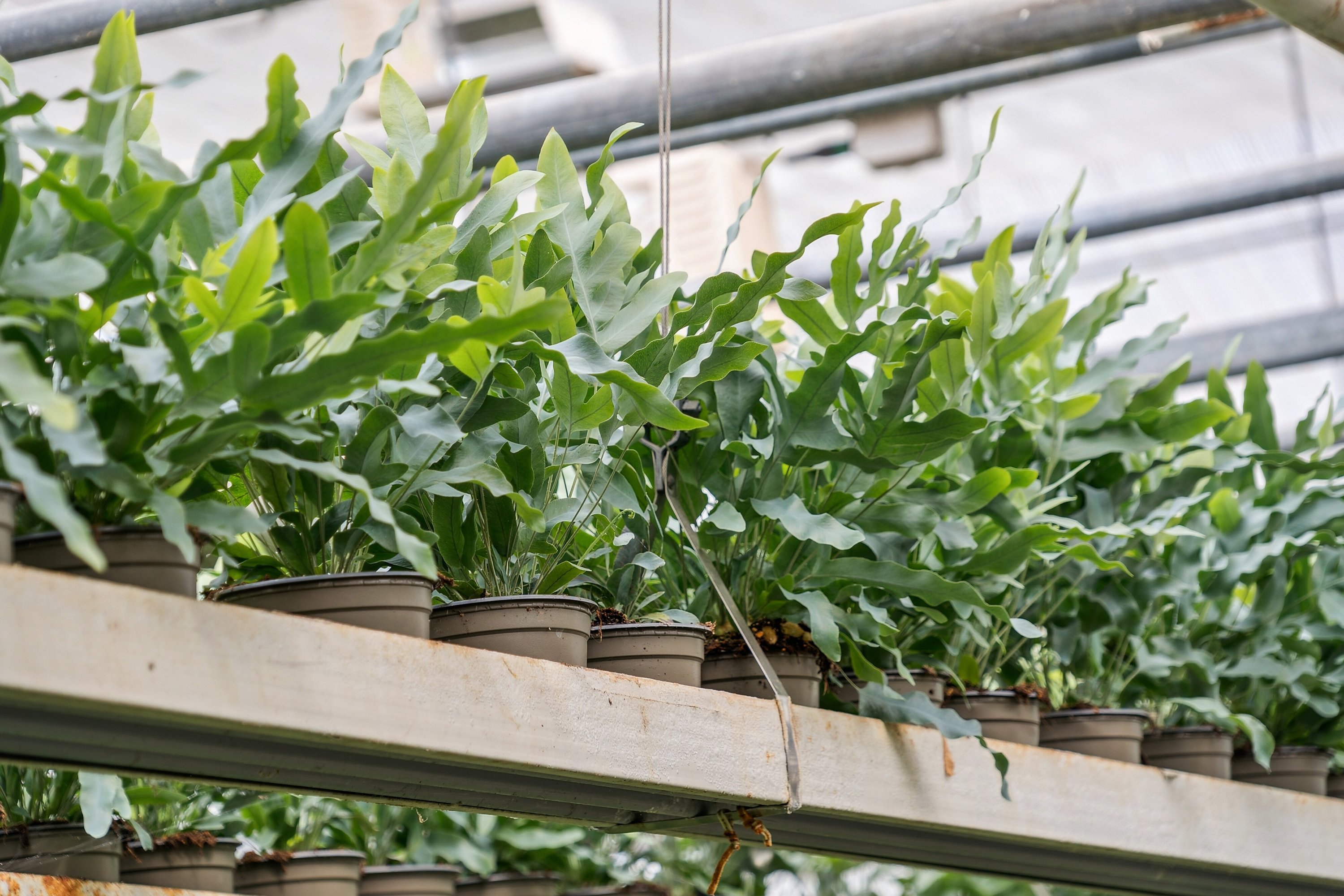 Fremhævet drivhus billede i fuldskærmstilstand. Billede af Neversvej 40, 5690 Tommerup