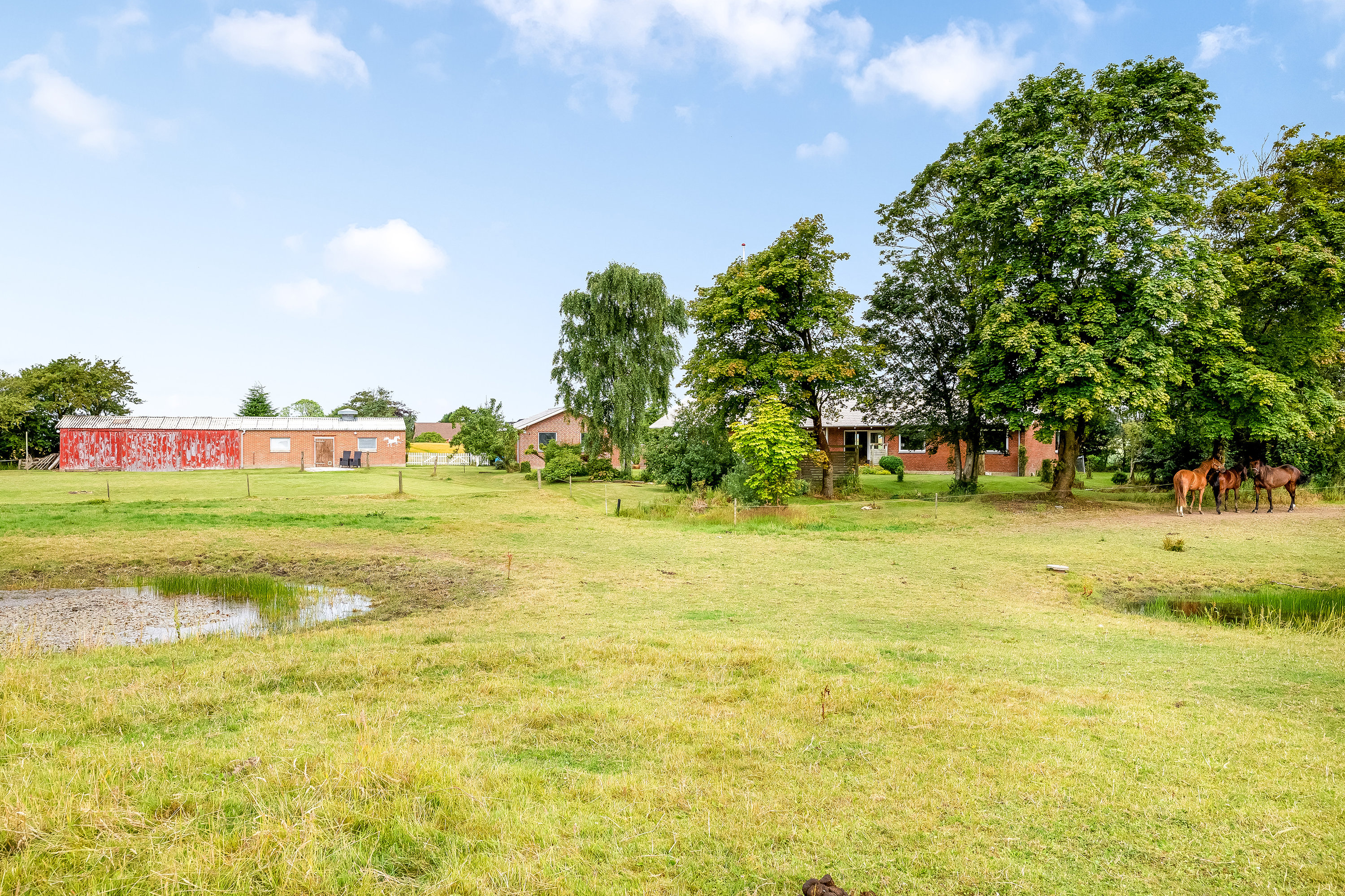 Fremhævet hestefold billede i fuldskærmstilstand. Billede af Del af Mosebyvej 34, 7500 Holstebro