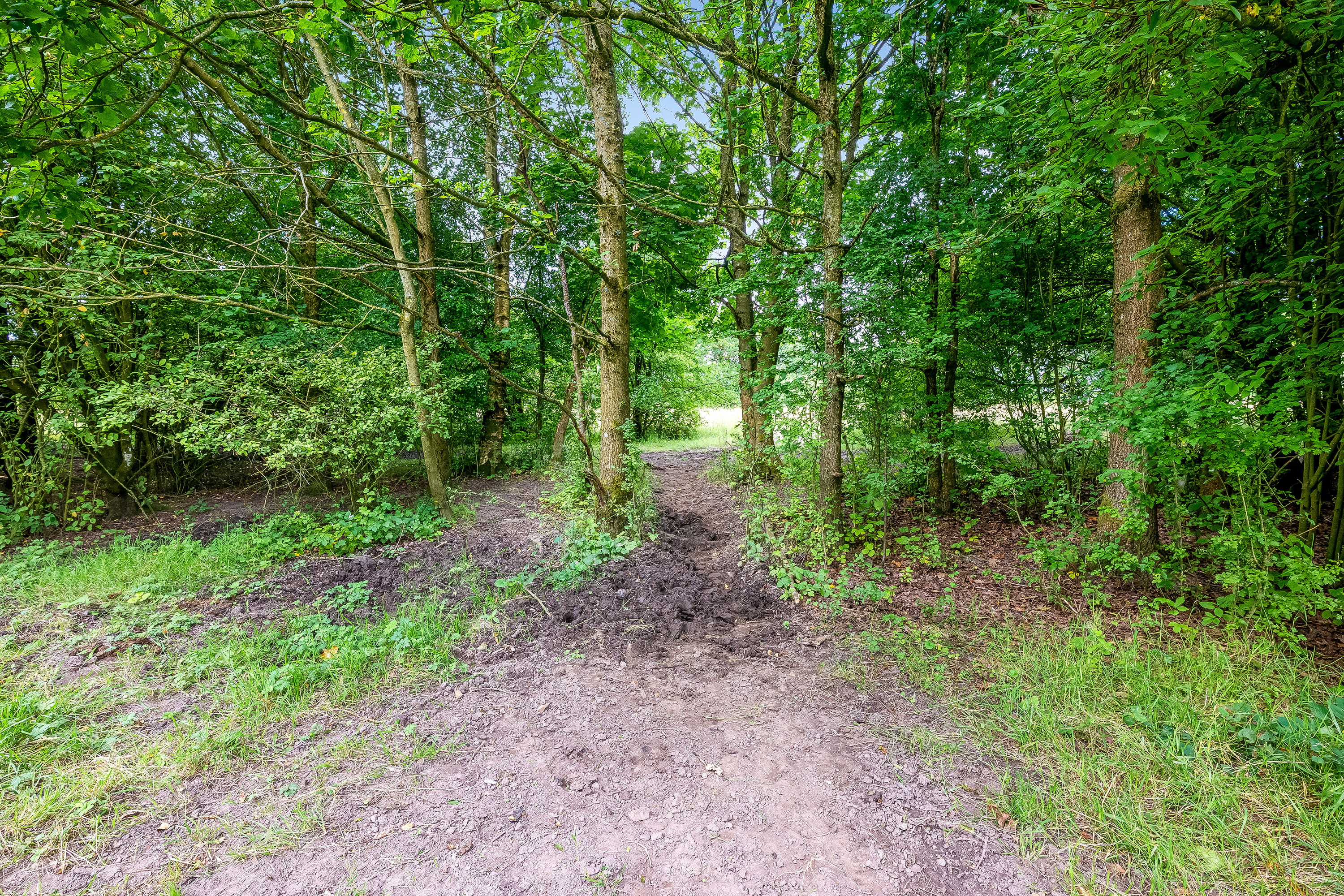 Fremhævet skov billede i fuldskærmstilstand. Billede af Del af Mosebyvej 34, 7500 Holstebro