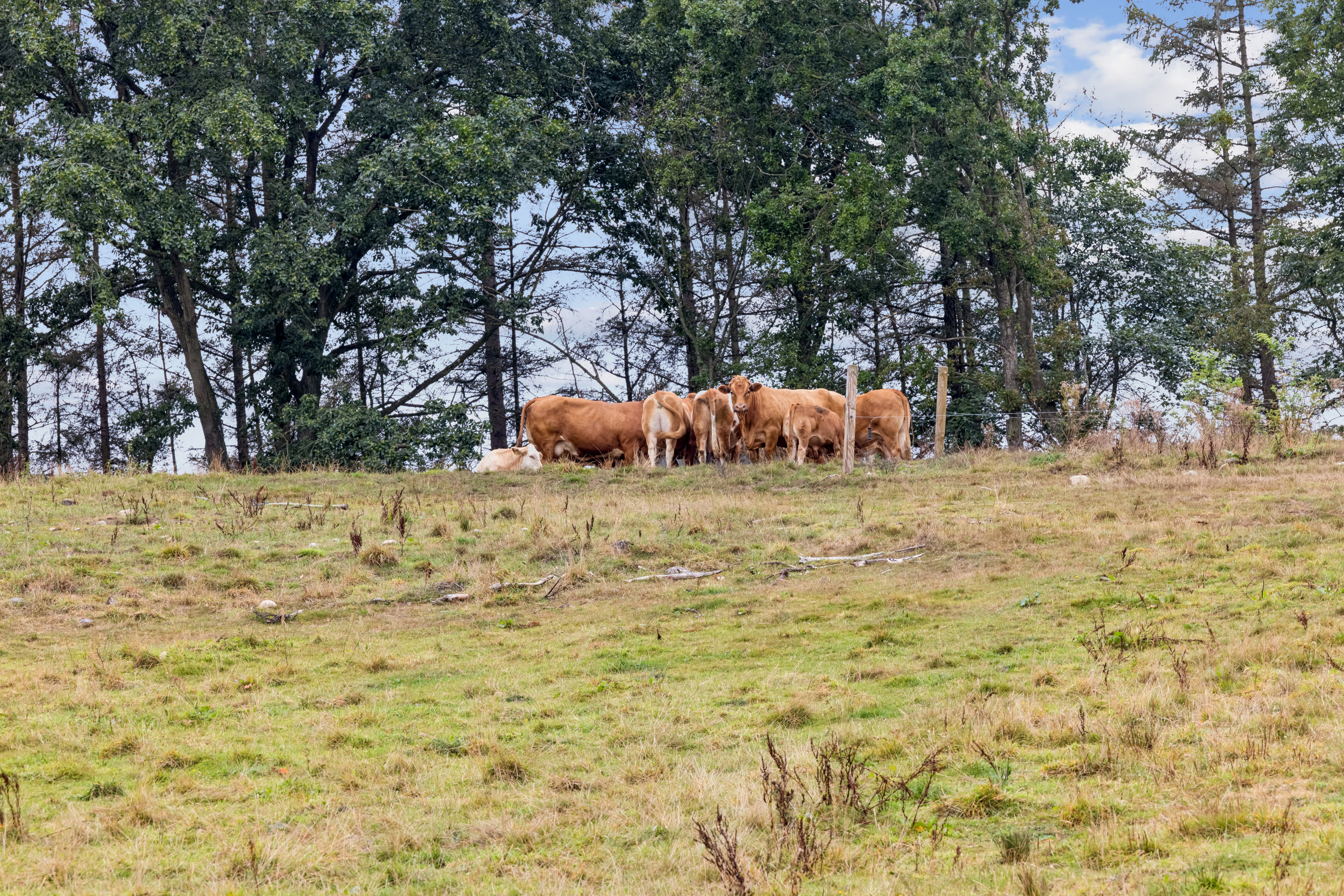 Fremhævet  billede i fuldskærmstilstand. Billede af Løgstørvej 42, 8831 Løgstrup