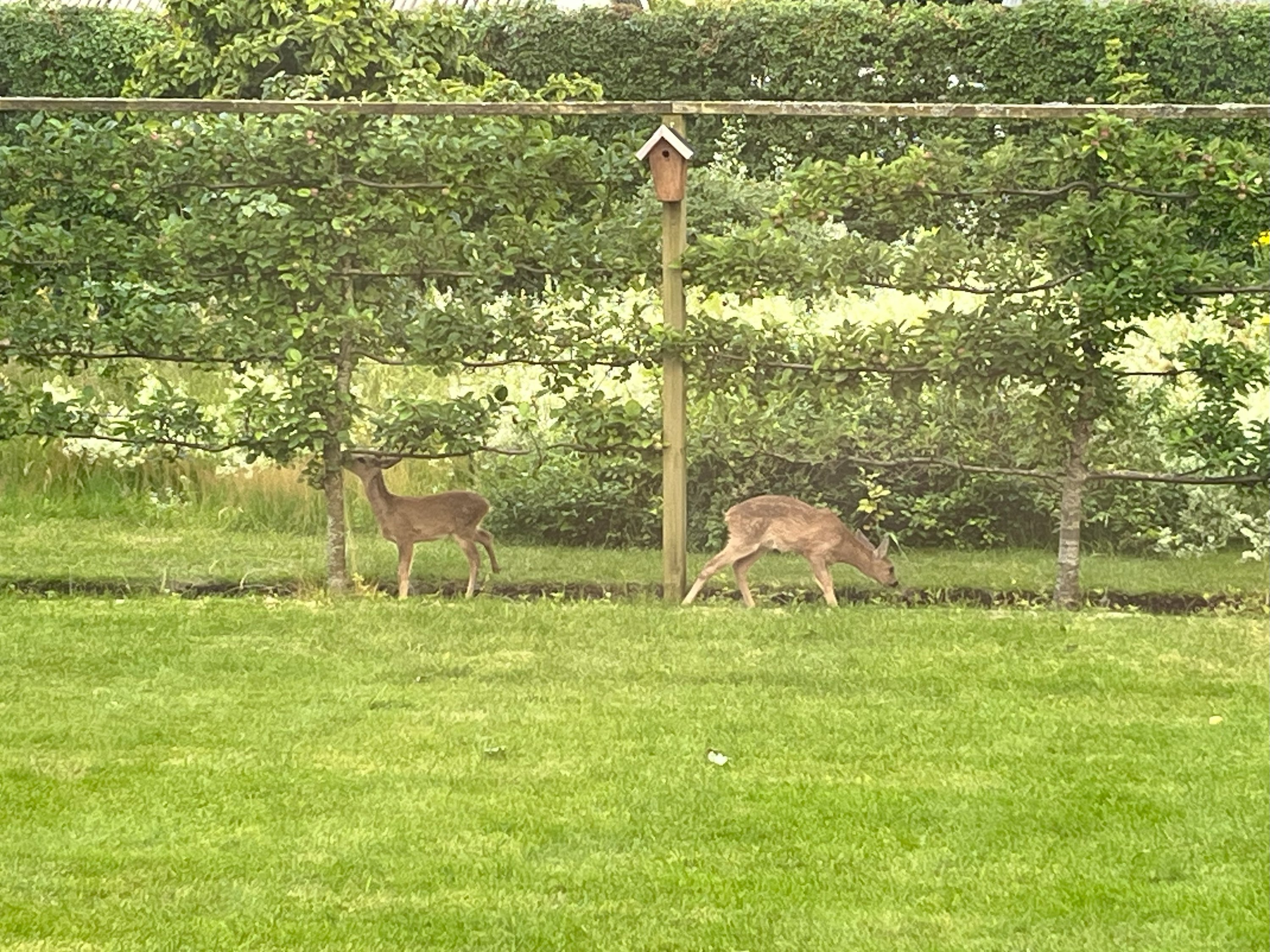Fremhævet  billede i fuldskærmstilstand. Billede af Smedegårdvej 15, Tvis, 7500 Holstebro