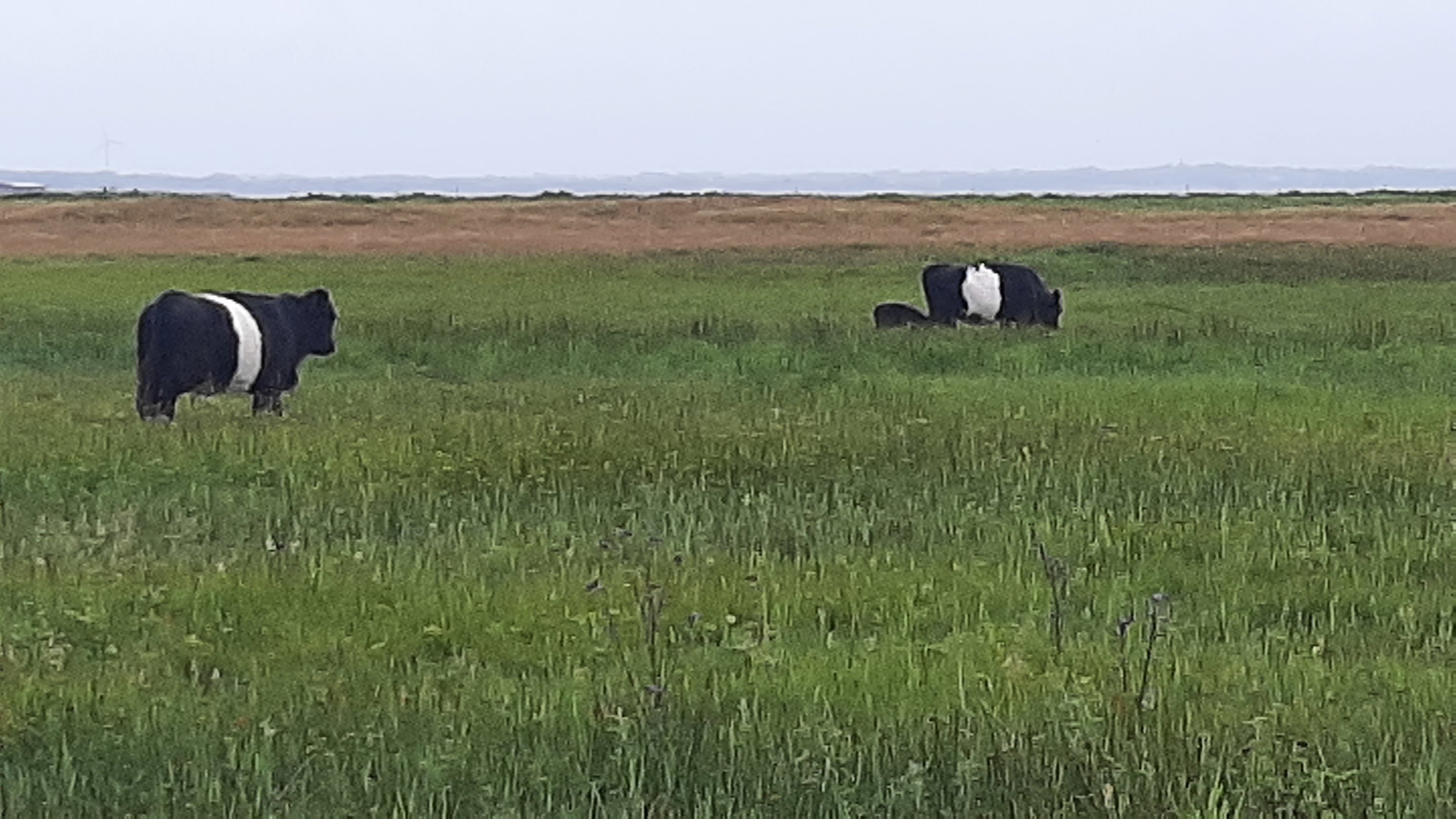 Fremhævet  billede i fuldskærmstilstand. Billede af Mosevej 31, Landting, 7830 Vinderup