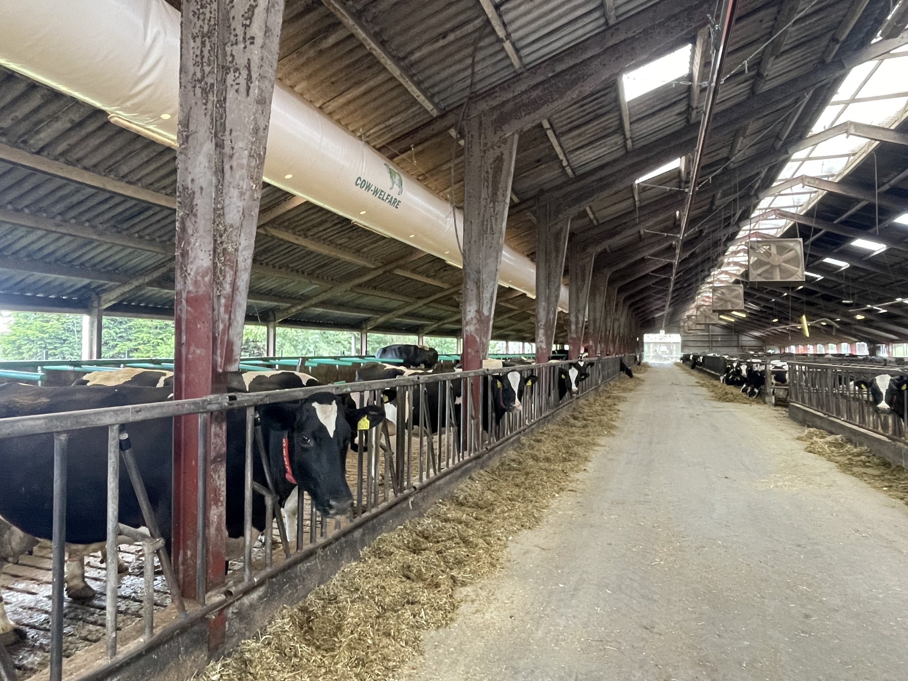 Fremhævet goldko afsnit billede i fuldskærmstilstand. Billede af Åbølvej 16, 6372 Bylderup-Bov