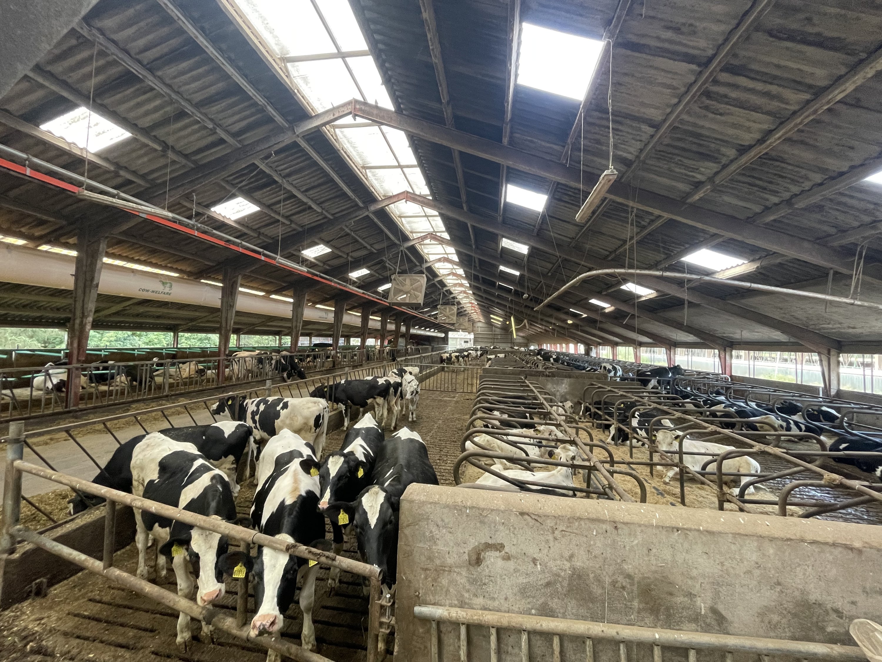 Fremhævet kviestald billede i fuldskærmstilstand. Billede af Åbølvej 16, 6372 Bylderup-Bov