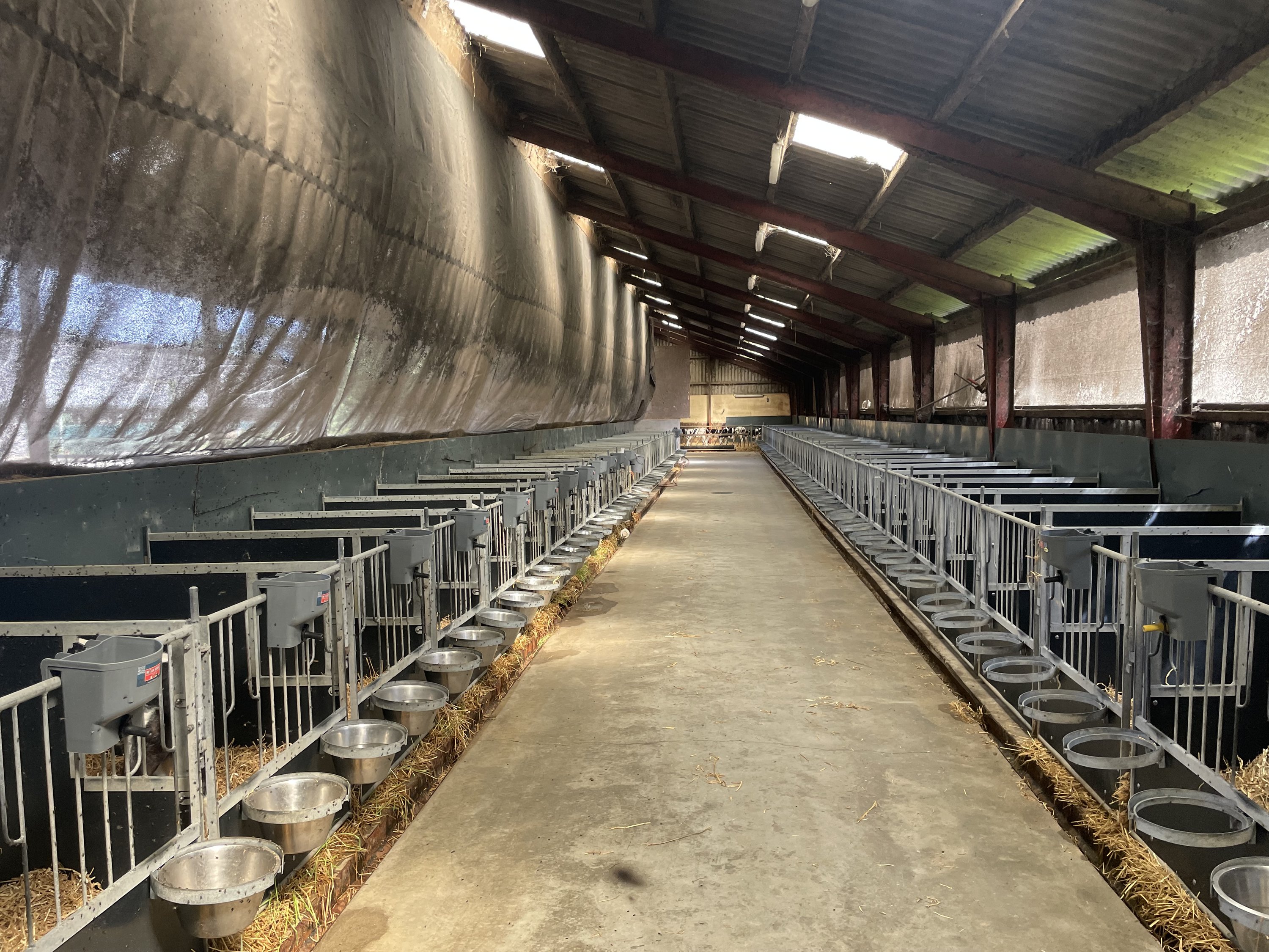 Fremhævet kalvestald med enkeltbokse billede i fuldskærmstilstand. Billede af Åbølvej 16, 6372 Bylderup-Bov