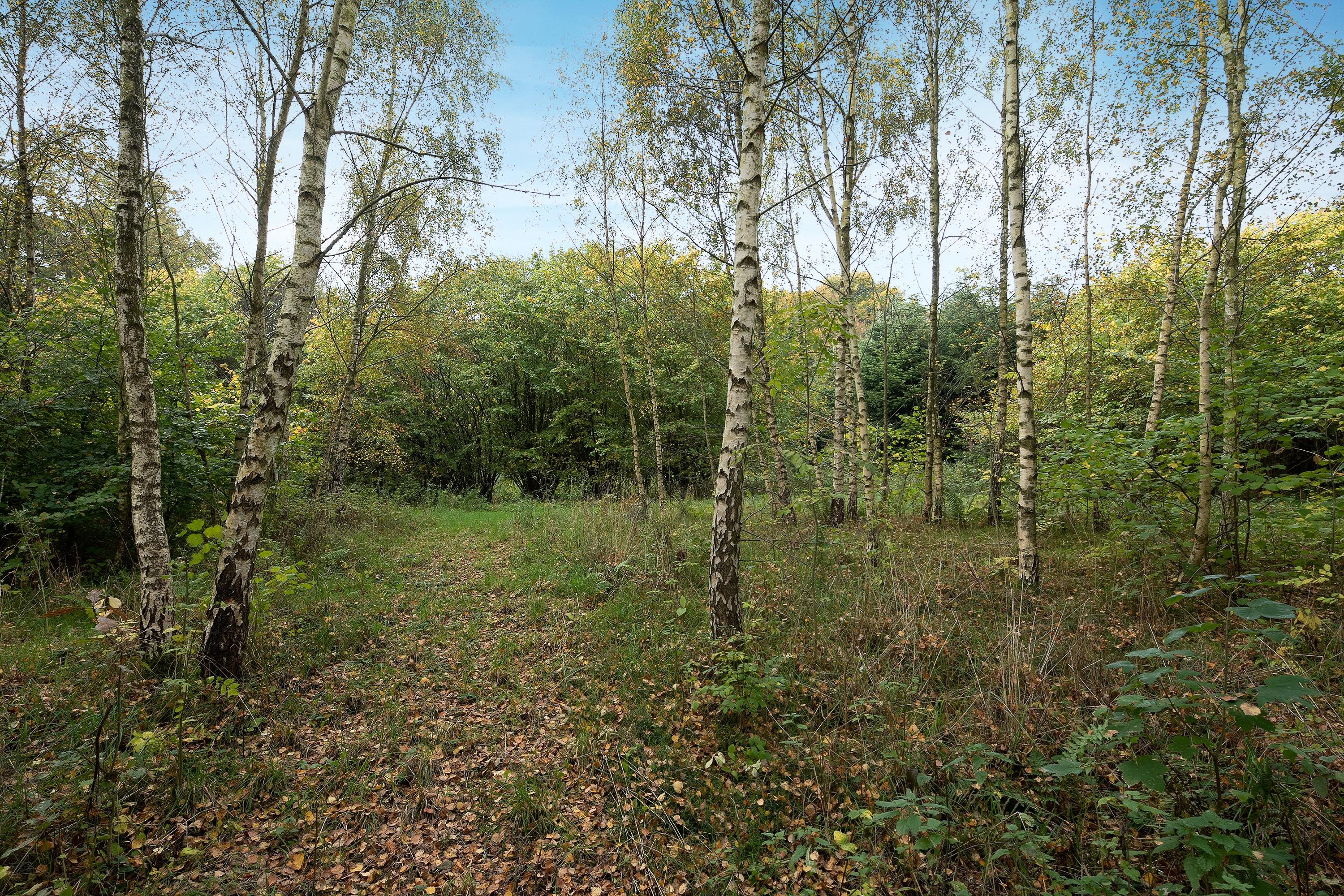 Fremhævet område billede i fuldskærmstilstand. Billede af Harndrup Skov 23, Harndrupskov, 5463 Harndrup