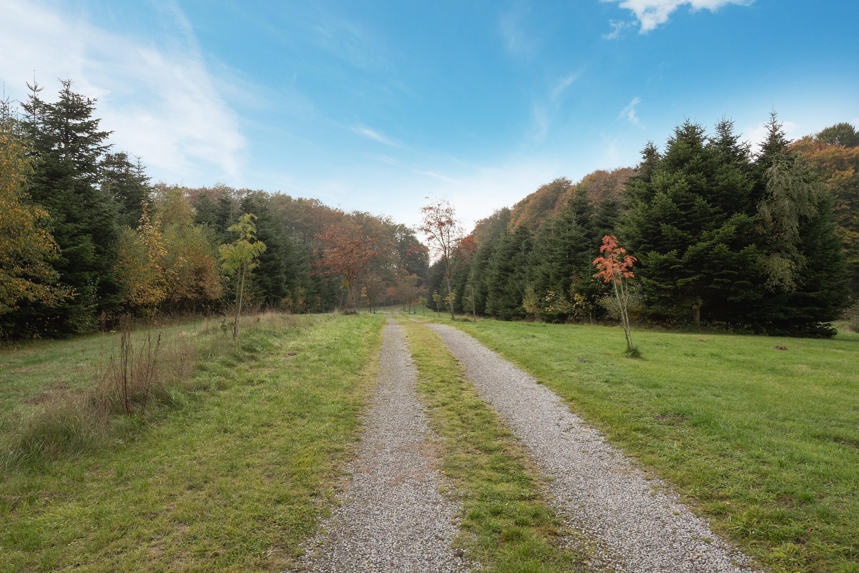 Fremhævet område billede i fuldskærmstilstand. Billede af Harndrup Skov 23, Harndrupskov, 5463 Harndrup