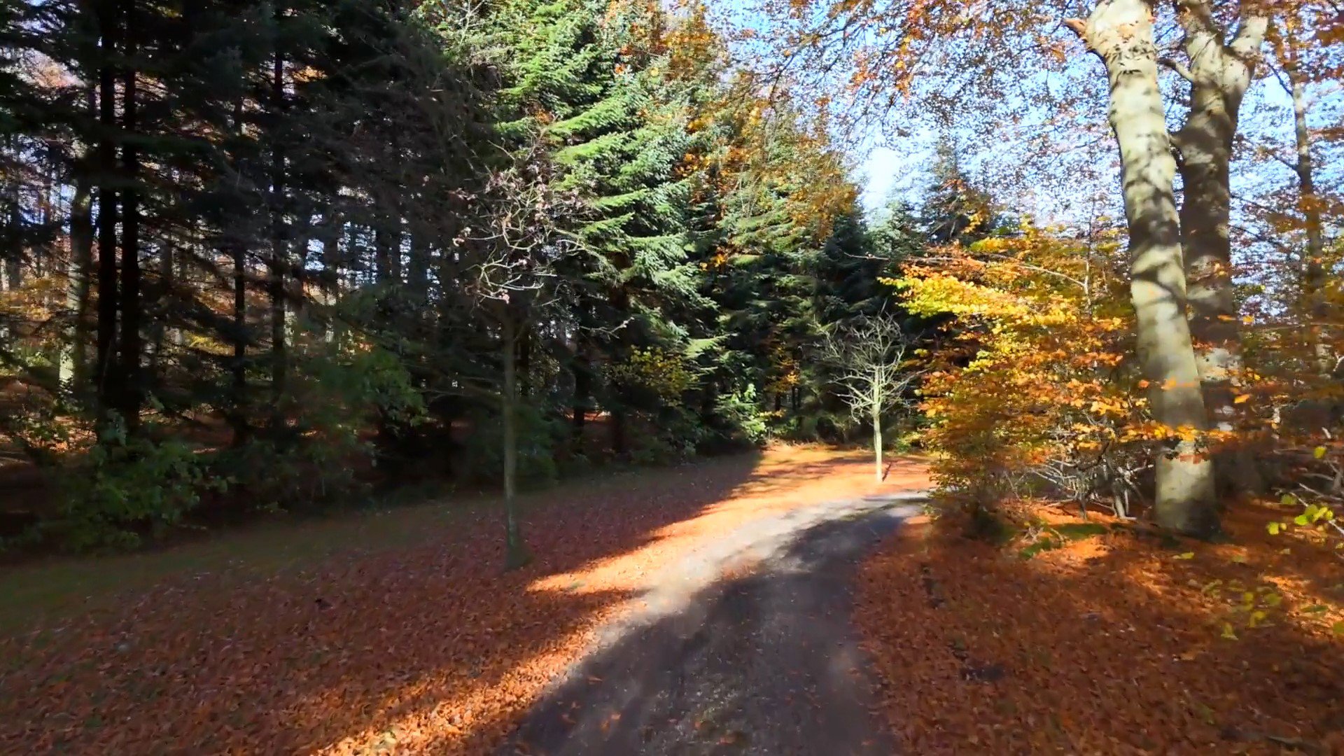 Fremhævet område billede i fuldskærmstilstand. Billede af Harndrup Skov 23, Harndrupskov, 5463 Harndrup