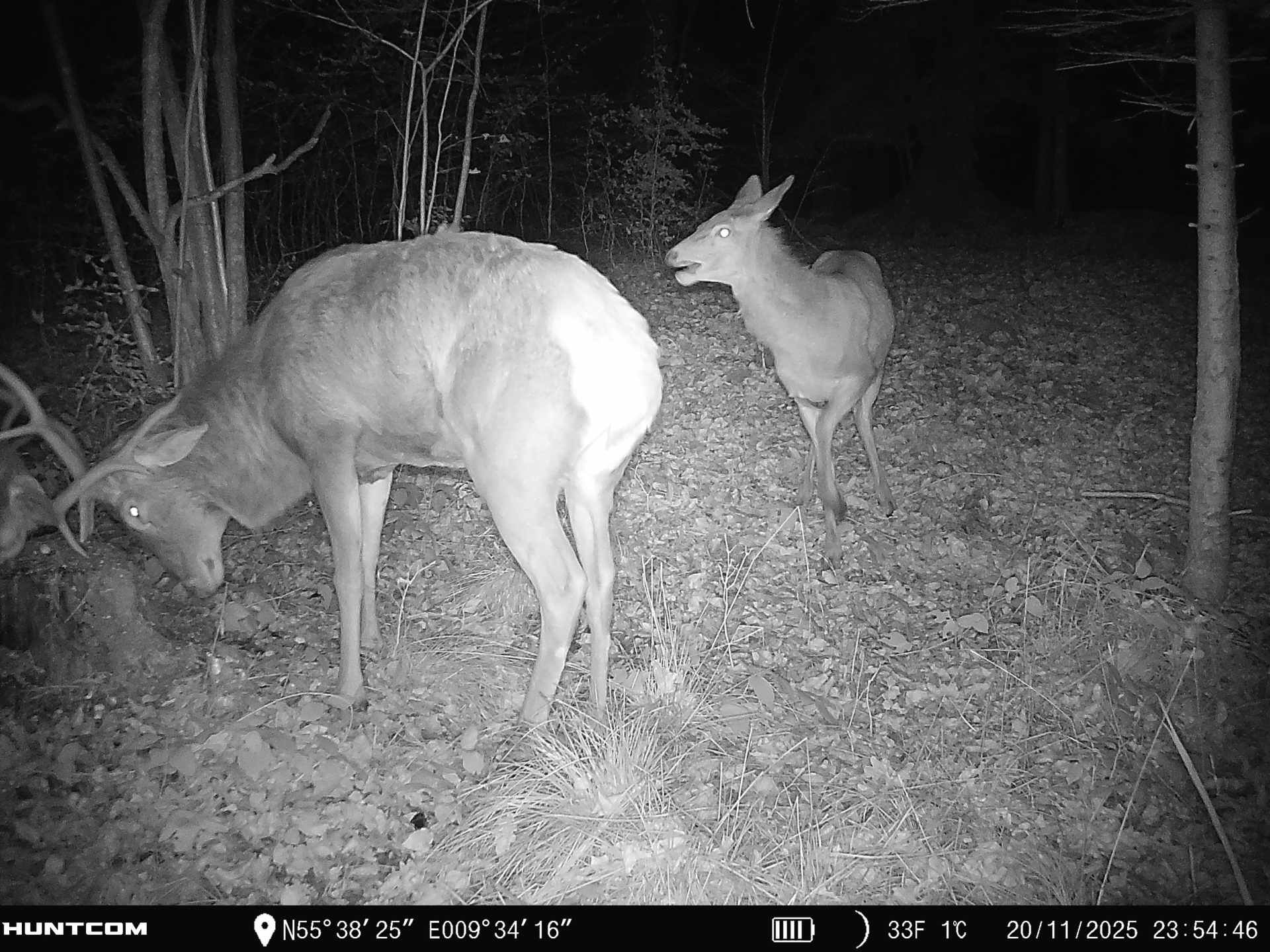 Fremhævet  billede i fuldskærmstilstand. Billede af Brandtlundvej 102, Skærup, 7080 Børkop