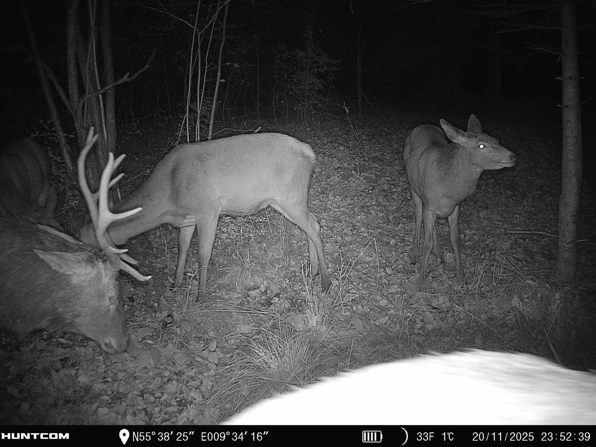 Fremhævet  billede i fuldskærmstilstand. Billede af Brandtlundvej 102, Skærup, 7080 Børkop