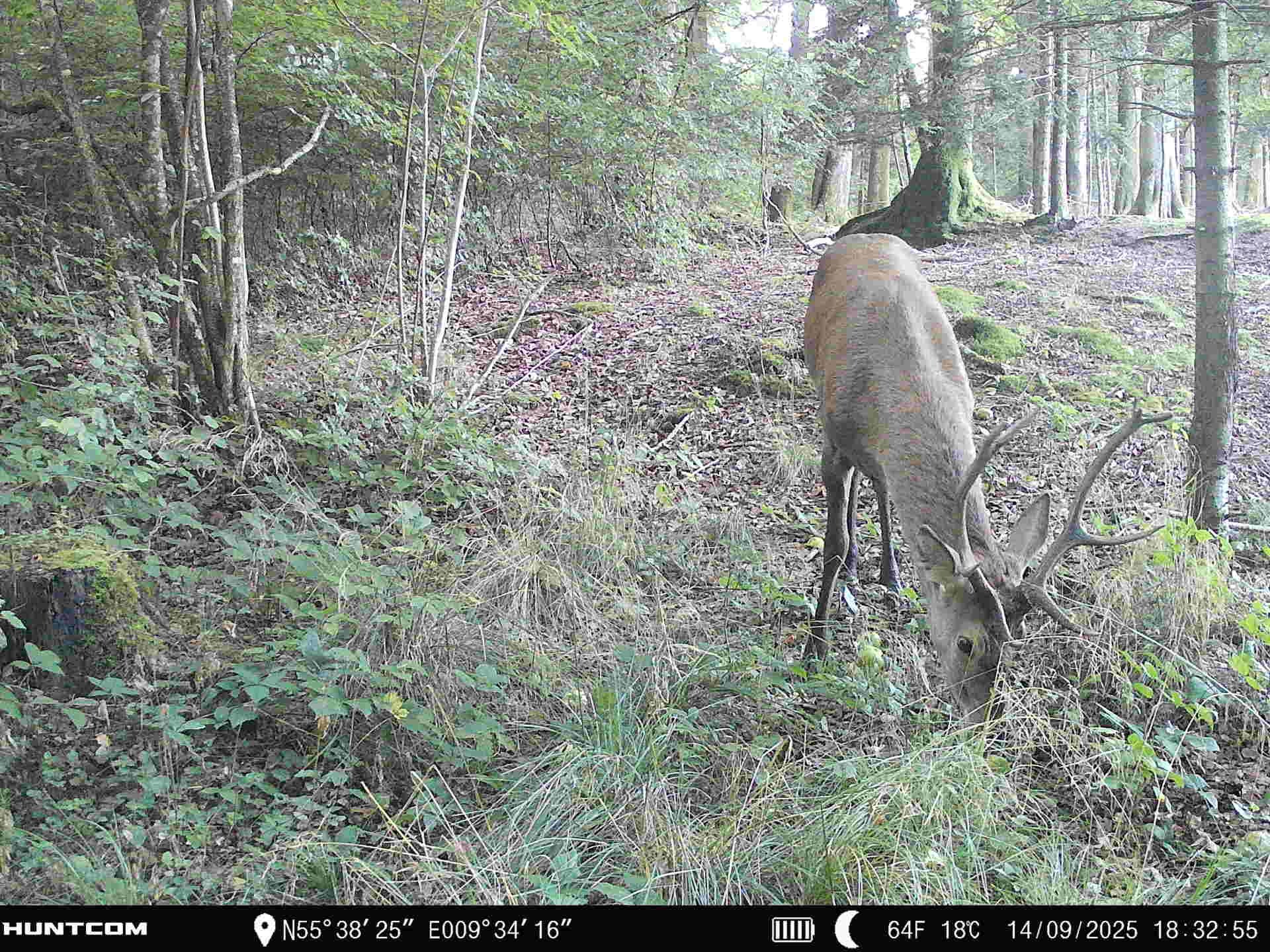 Fremhævet  billede i fuldskærmstilstand. Billede af Brandtlundvej 102, Skærup, 7080 Børkop