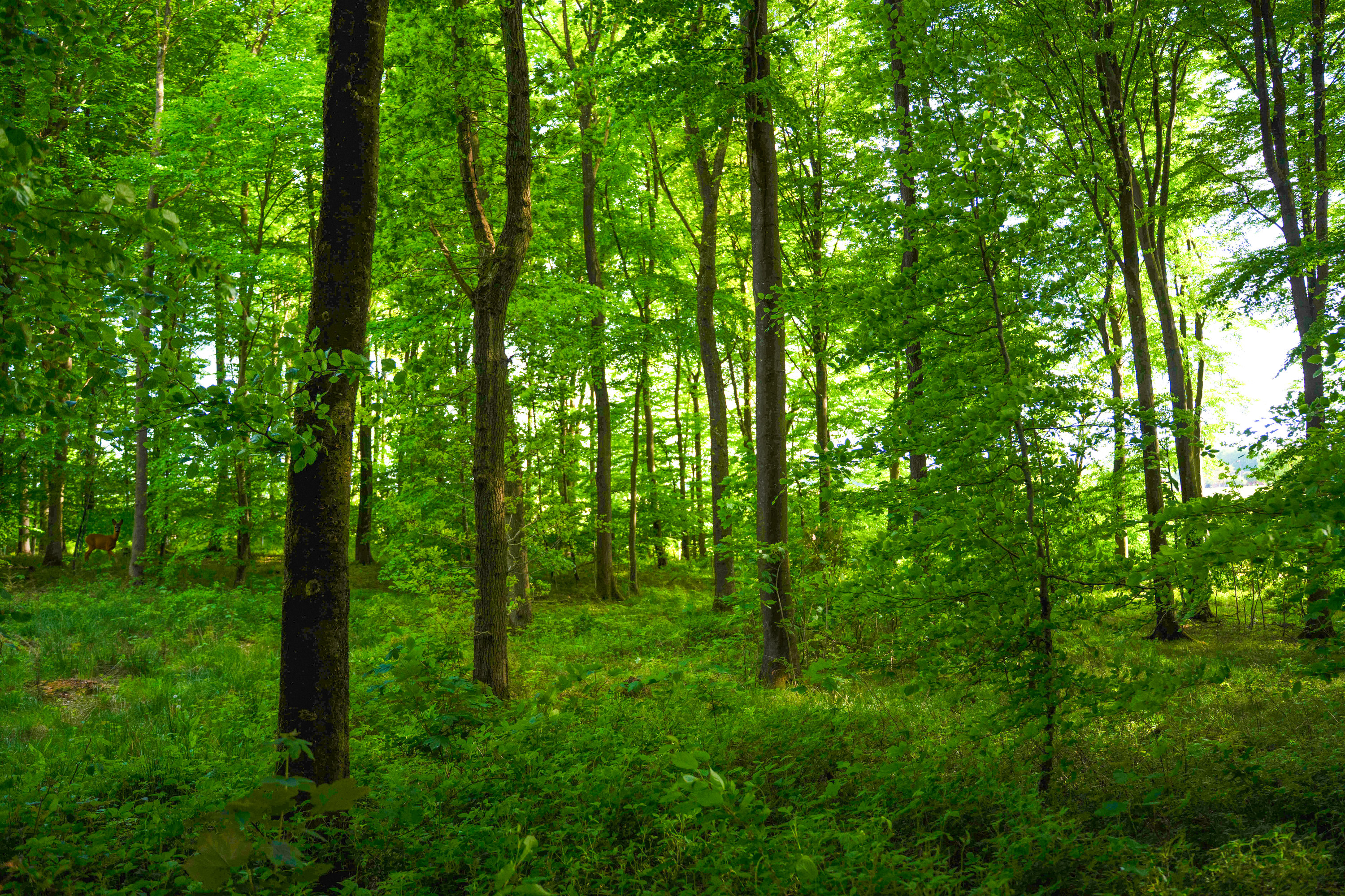 Fremhævet  billede i fuldskærmstilstand. Billede af Brandtlundvej 102, Skærup, 7080 Børkop