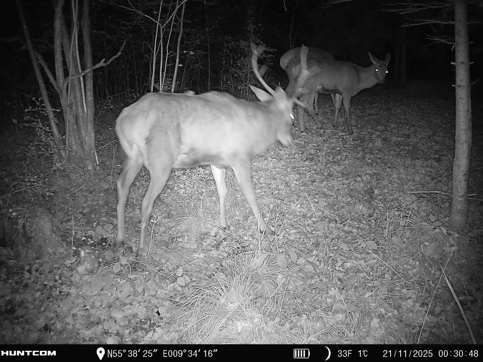 Fremhævet  billede i fuldskærmstilstand. Billede af Brandtlundvej 102, Skærup, 7080 Børkop